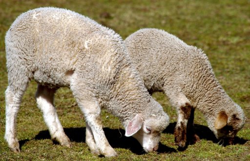 Lämmer halten mit österlicher Ausflugstour Polizei in Atem