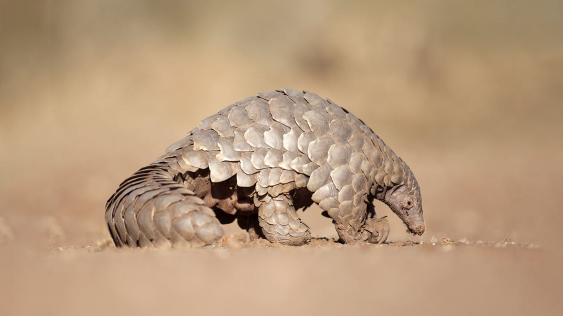 2019_07_pangolin