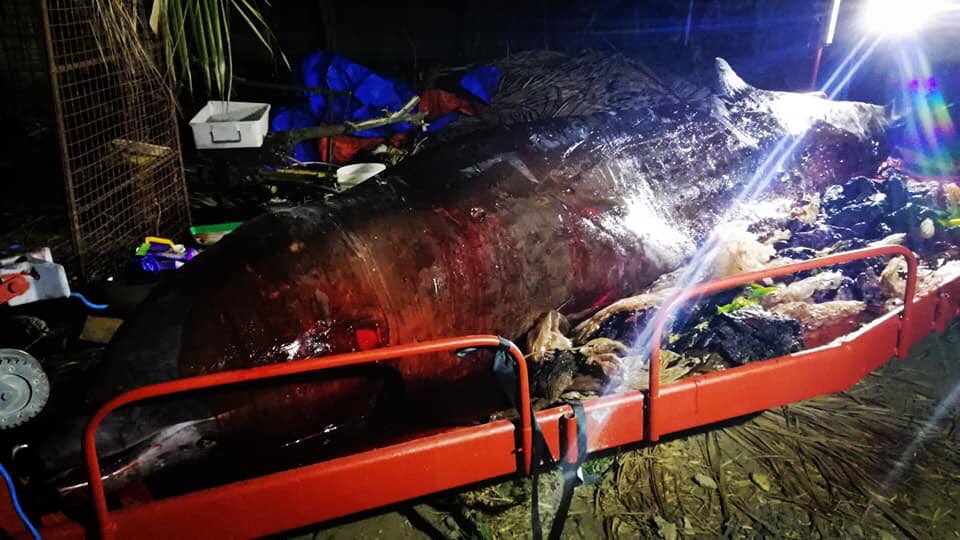 Karaya vuran balinanın midesinden 40 kilo plastik çıktı1
