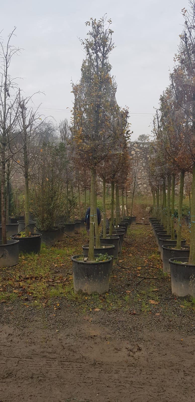 Millet Bahçelerinin ağaçları Sakaryada yetişiyor6