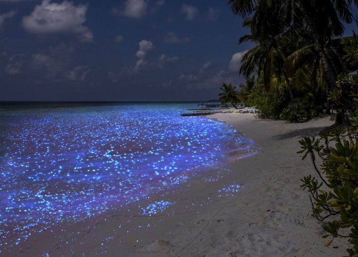 cul-map-otherworldly-bioluminescence