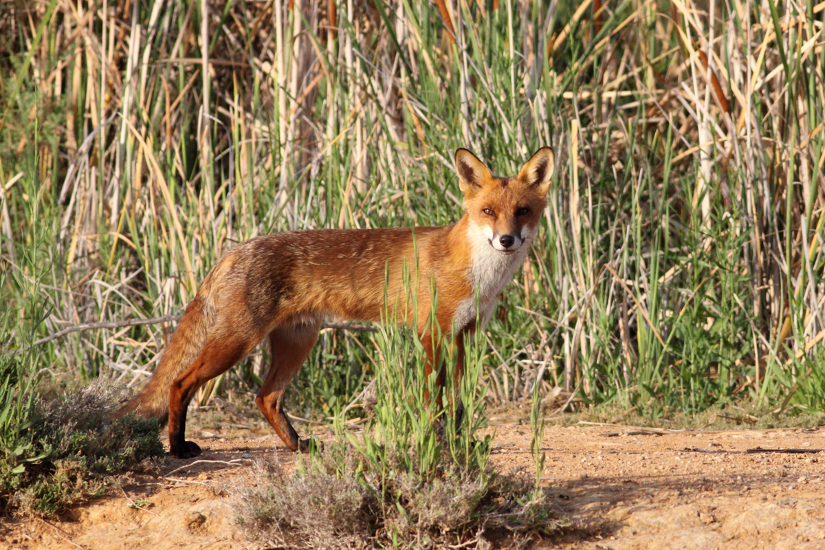 red fox harley kingston