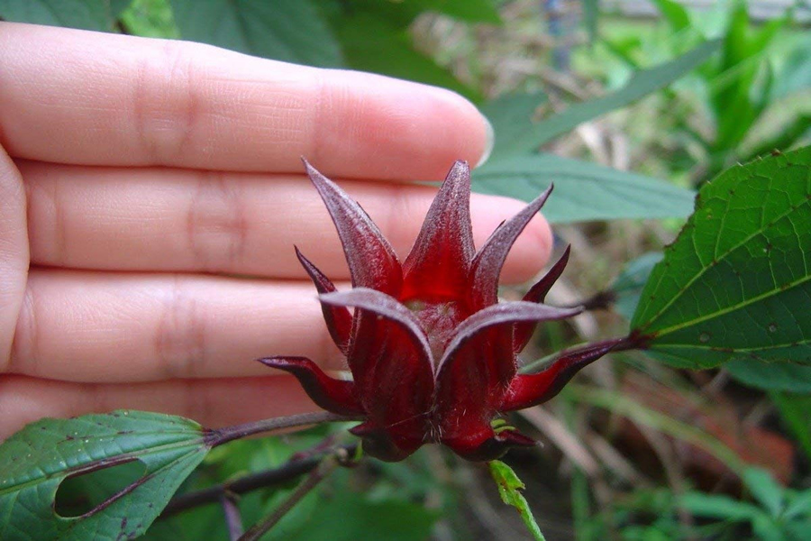 Hibiscus-Roselle-Nedir-Faydaları-Nelerdir