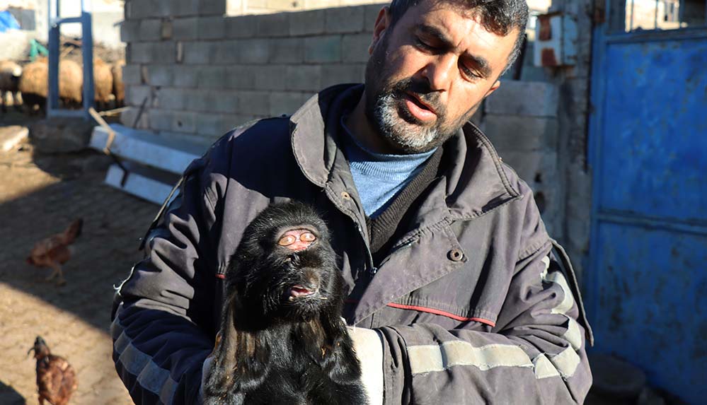 Kiliste-gözleri-alninin-ortasinda-oğlak-doğdu-1