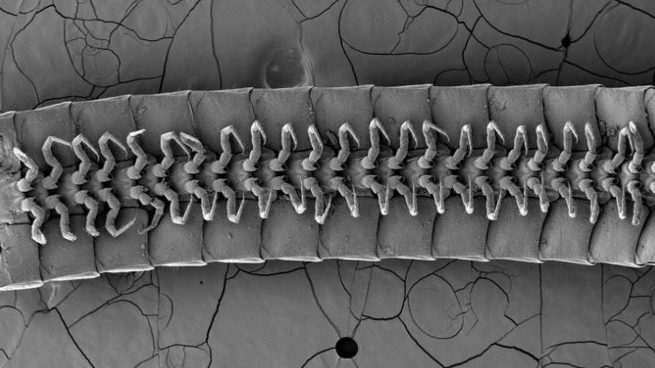 eumillipes-persephone-obr2