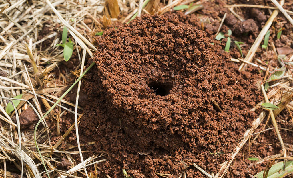 how-to-get-rid-of-fire-ants-step-2