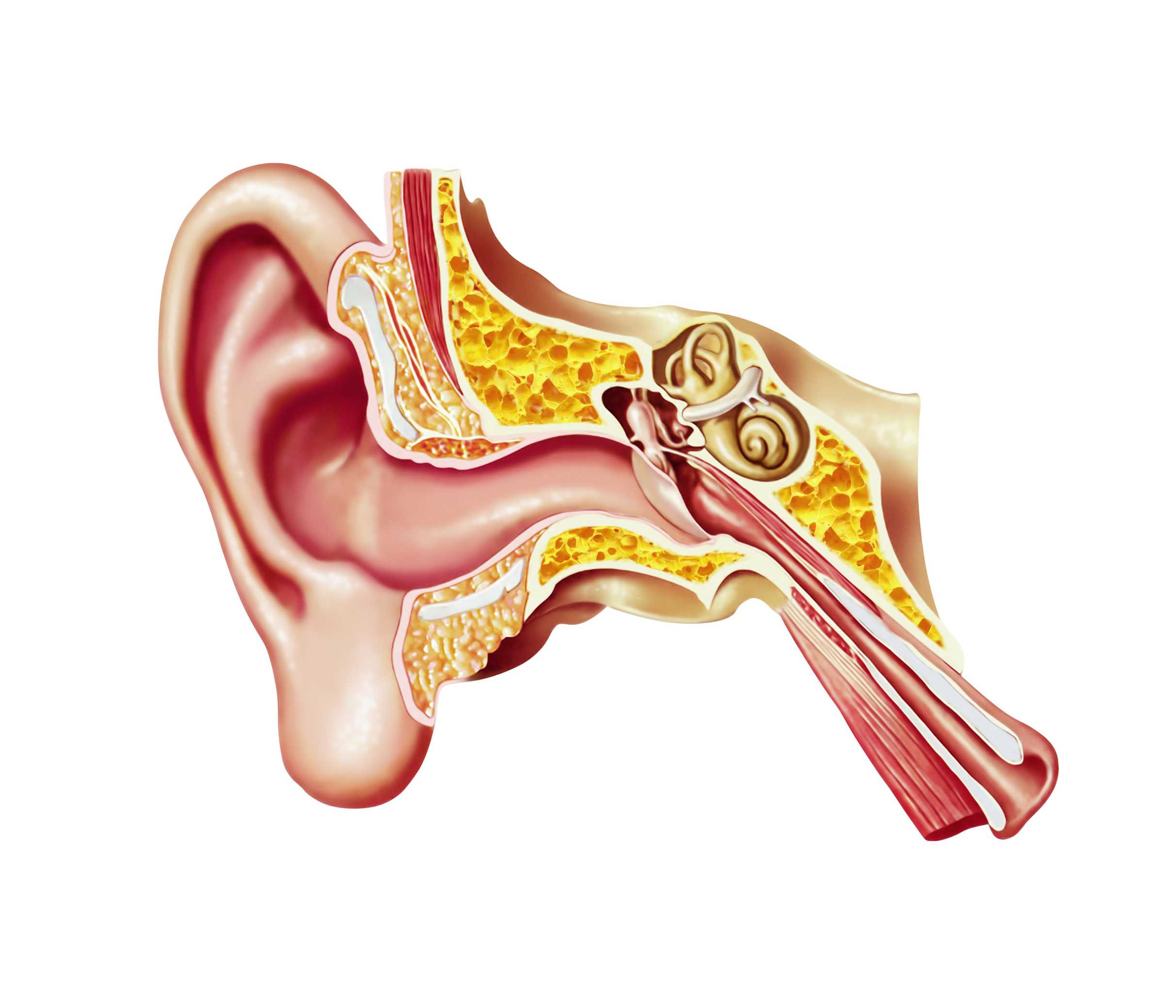 human-ear-anatomy--artwork-165564611-5ad381d1c5542e0036f5571f