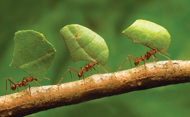 imgbin-the-ants-insect-oecophylla-smaragdina-ant-colony-queen-ant-ants-qUd42TmxrnqjQQrNfksgKZETa