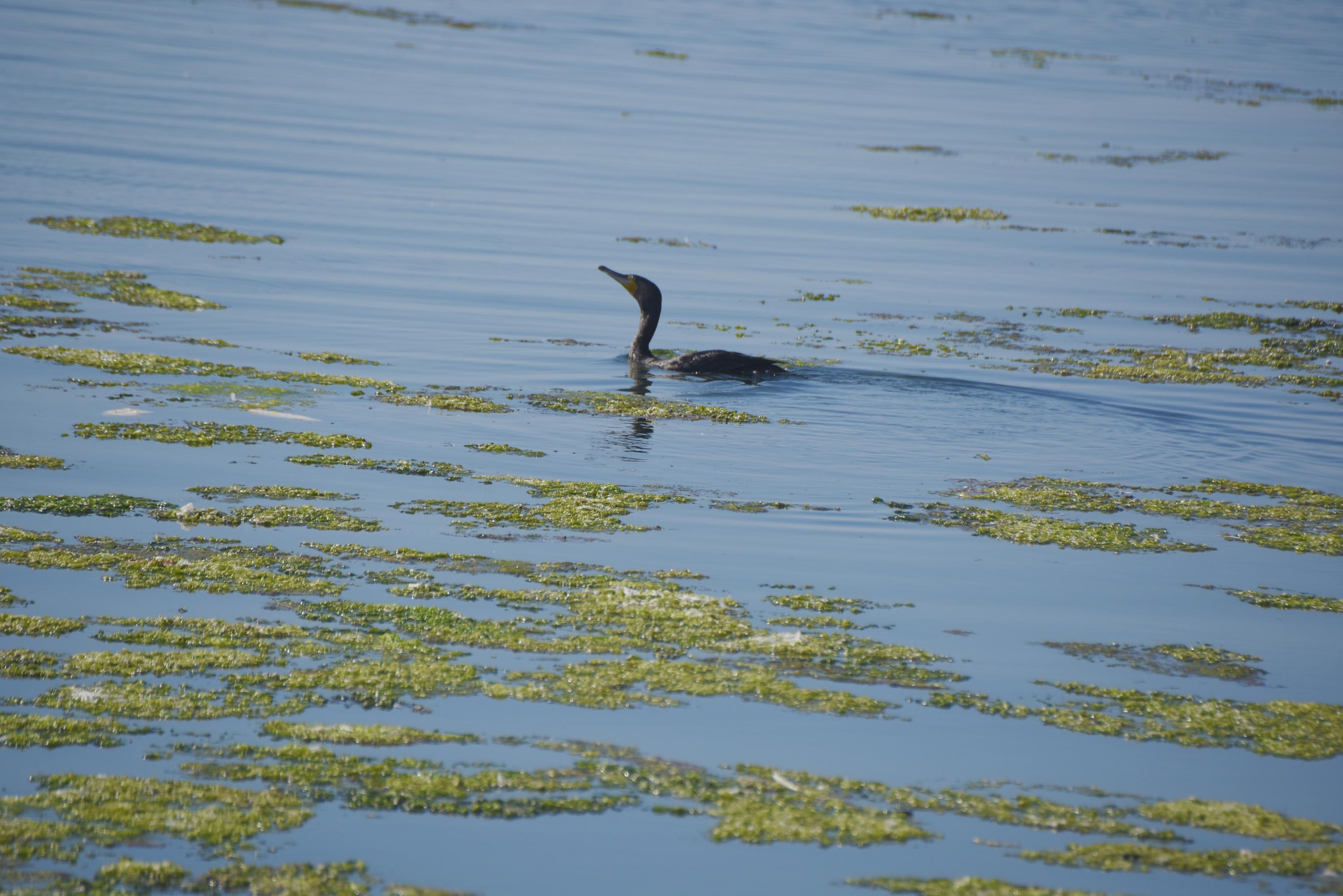 izmirde-deniz-yesile-burundu_2526_dhaphoto3