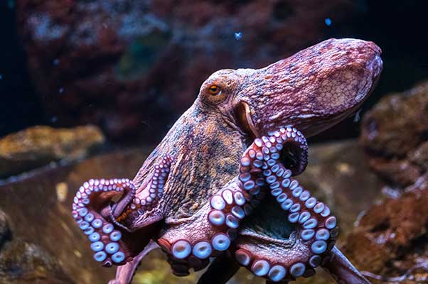 octopus-close-up-1