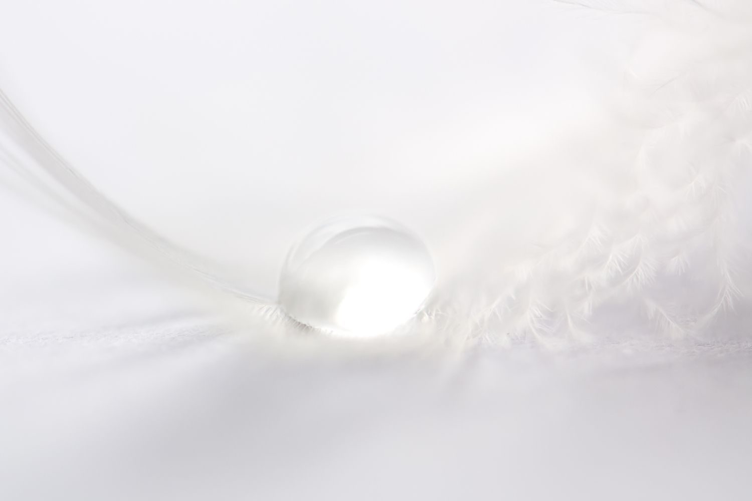water_drop_on_feather-59c53d2f845b34001117a7a7