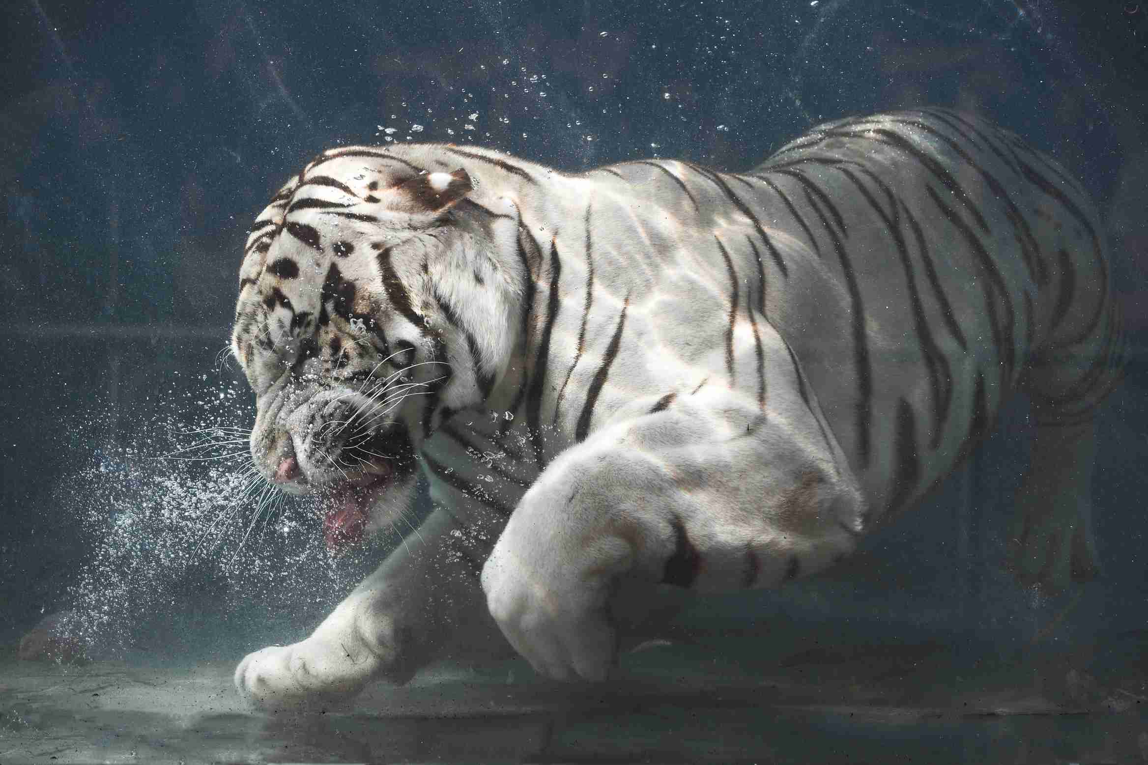 white-tiger-underwater-sneez-145649539-5ad382448023b90036920fce