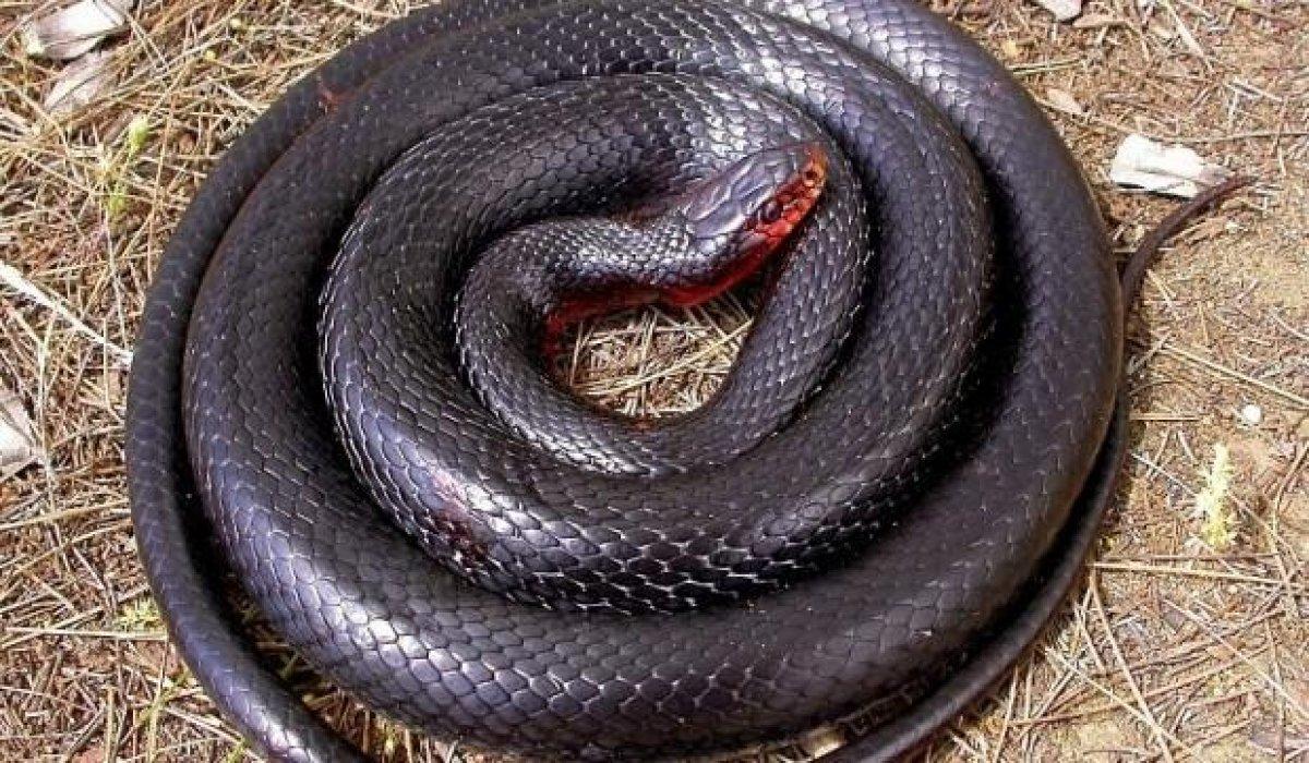 yılan 2