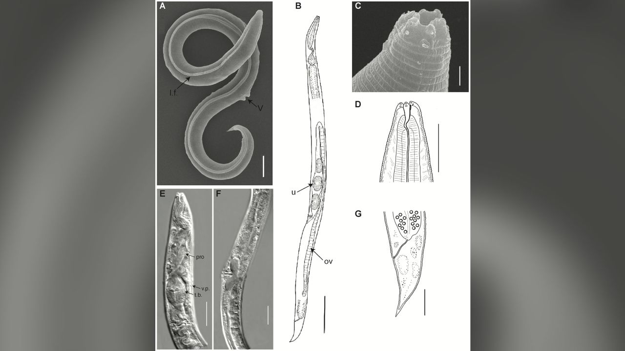 230727111946-02-zombie-worm-46000-years-siberian-permafrost-intl-scli-scn