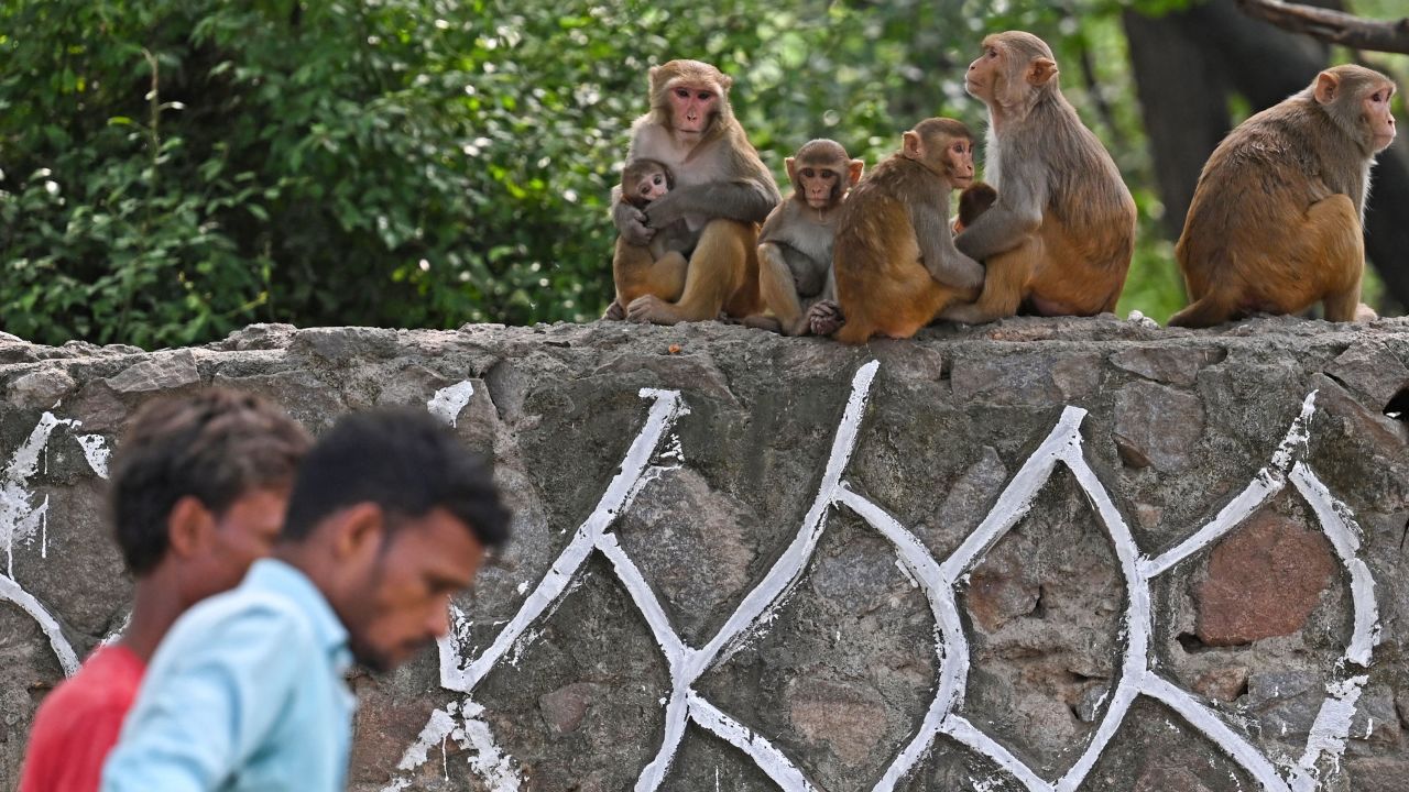 230831231735-01-india-monkey-g20-083023