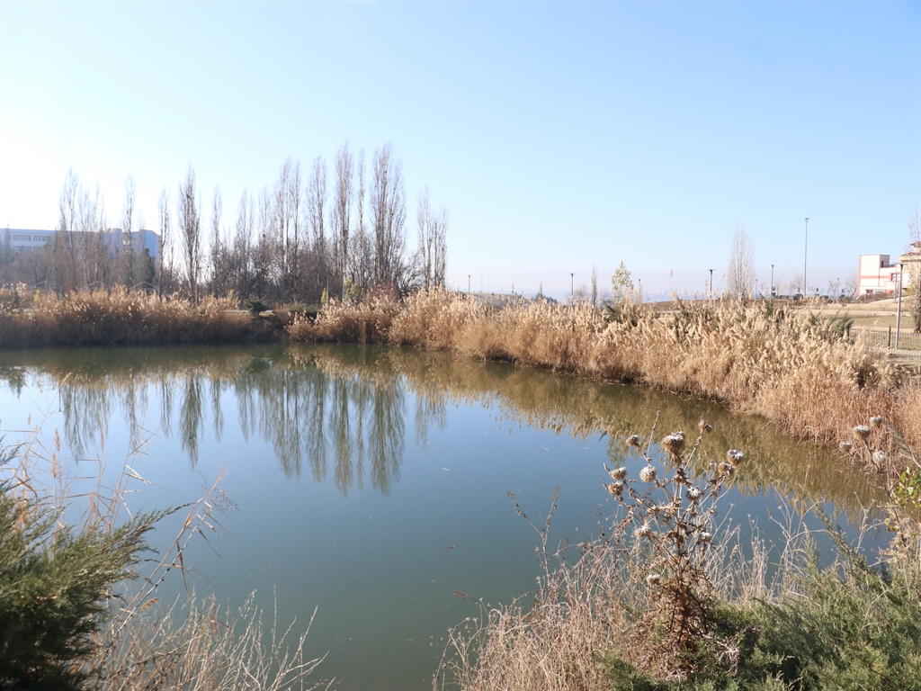 Diyarbakır'da Görülen Kahverengi Sıçanlar ve Özellikleri