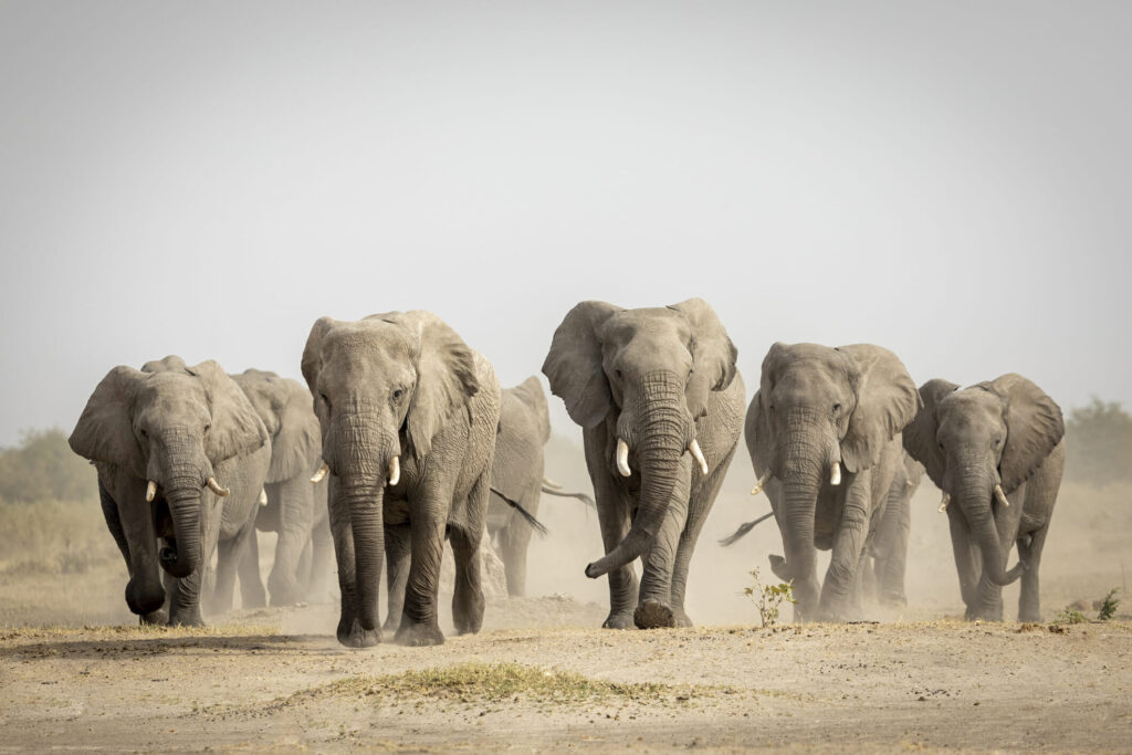 Botswana-elephant-1-1024x683