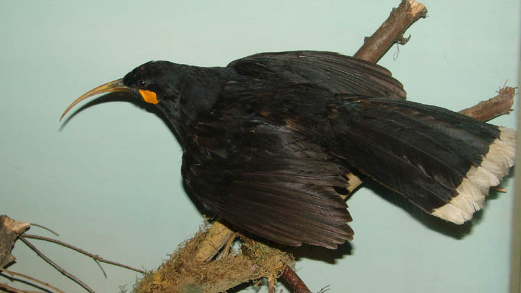 Huia