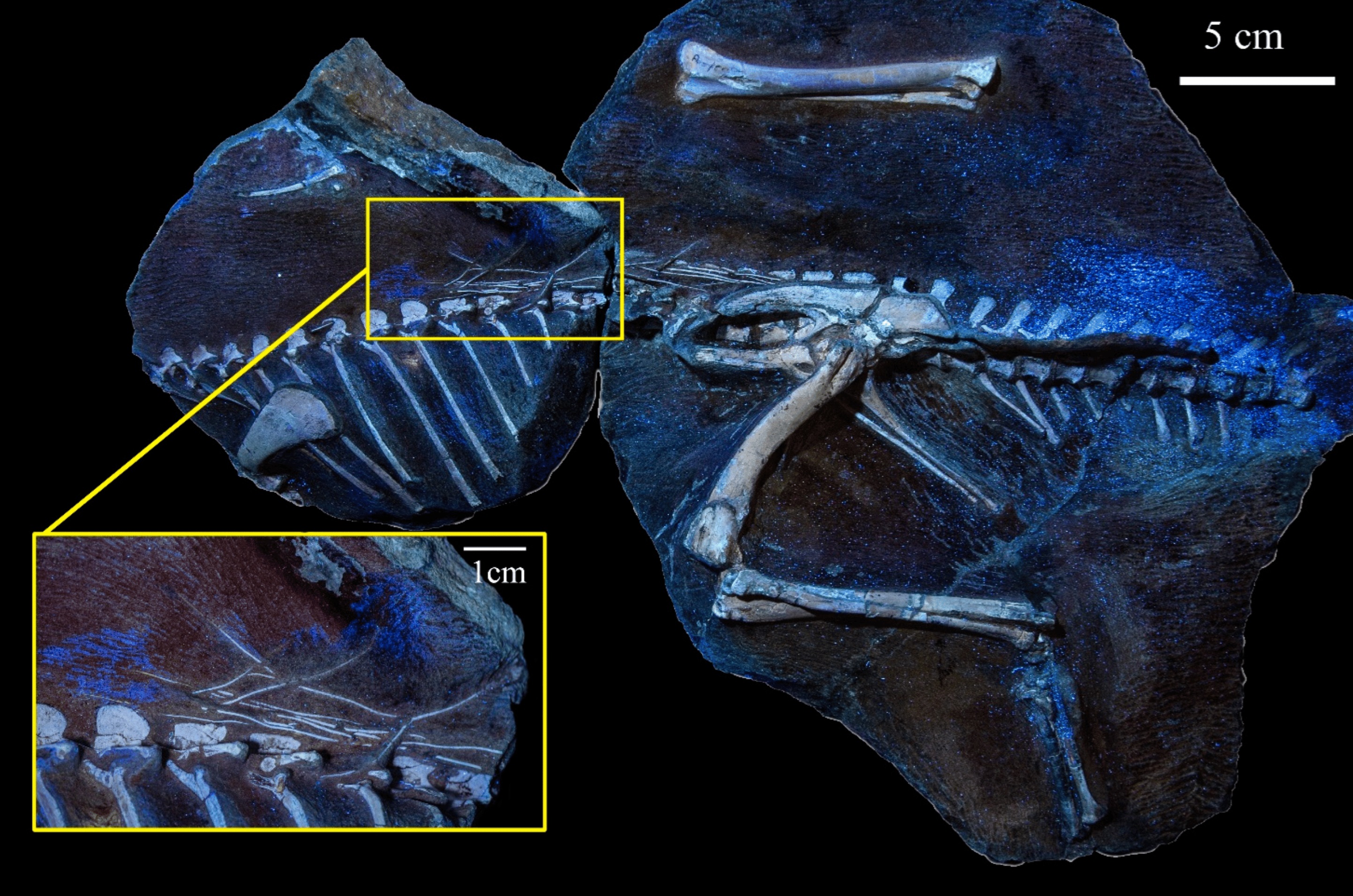 Minimocursor_phunoiensis-novataxa_2023-Manitkoon_Deesri_Khalloufi_Nonsrirach_Suteethorn__