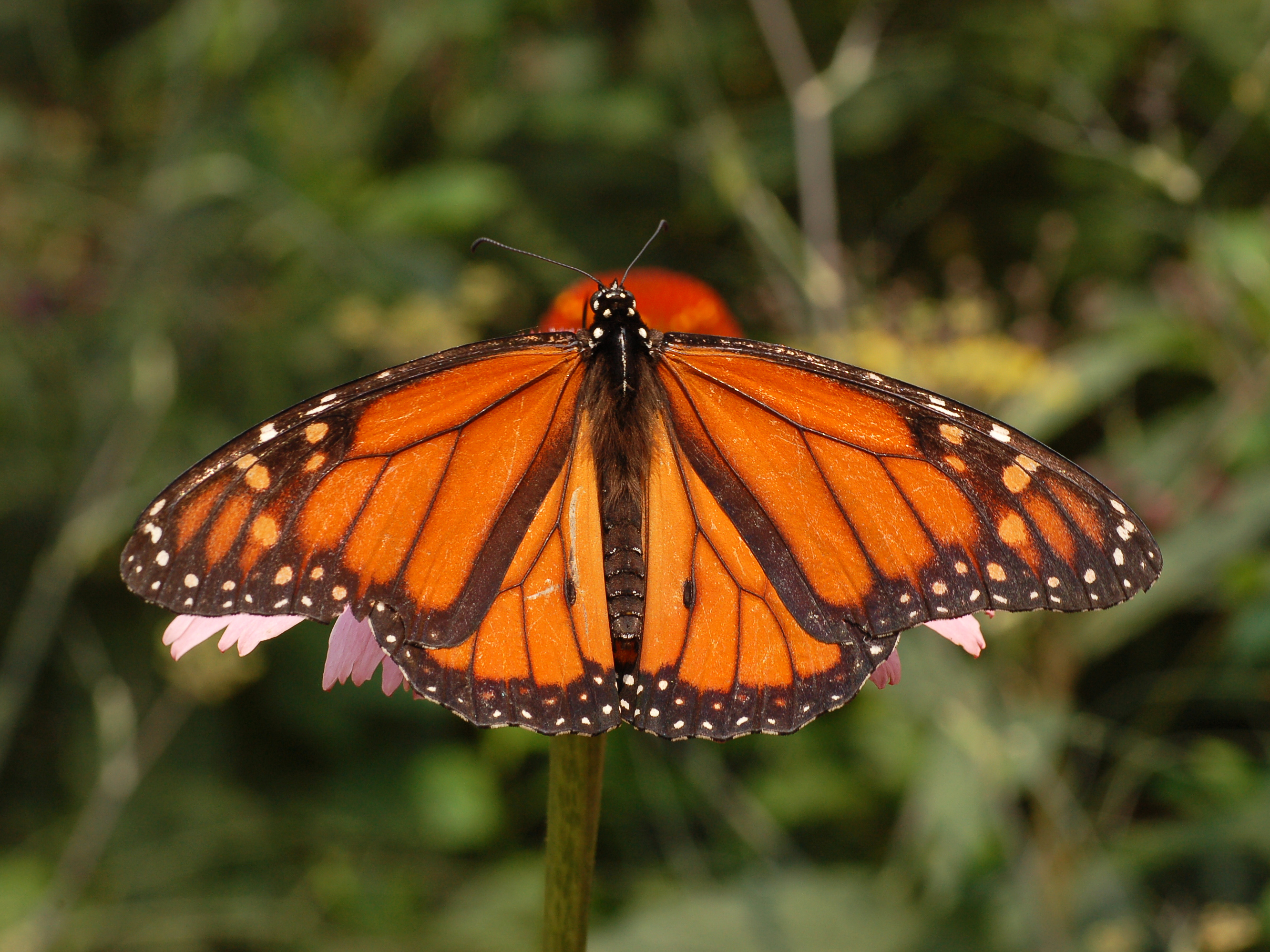 Monarch_Butterfly_Danaus_plexippus_Male_2664px