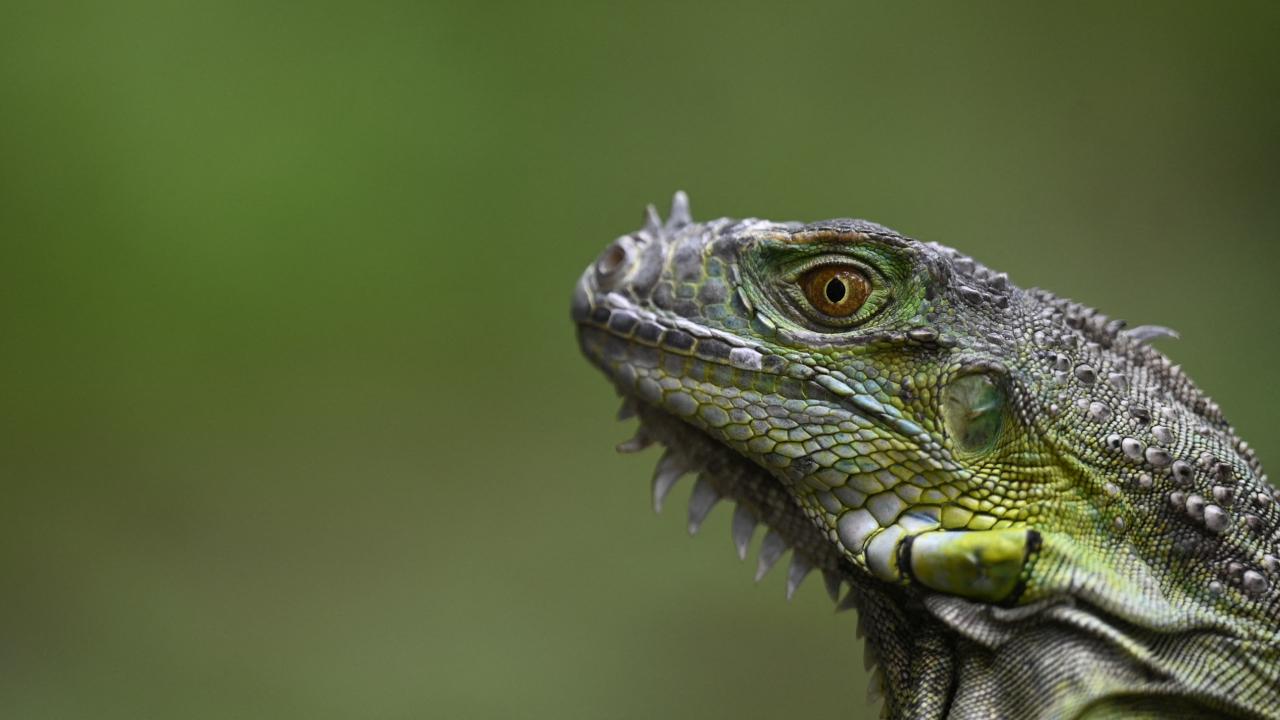 iguana-afp-2325885