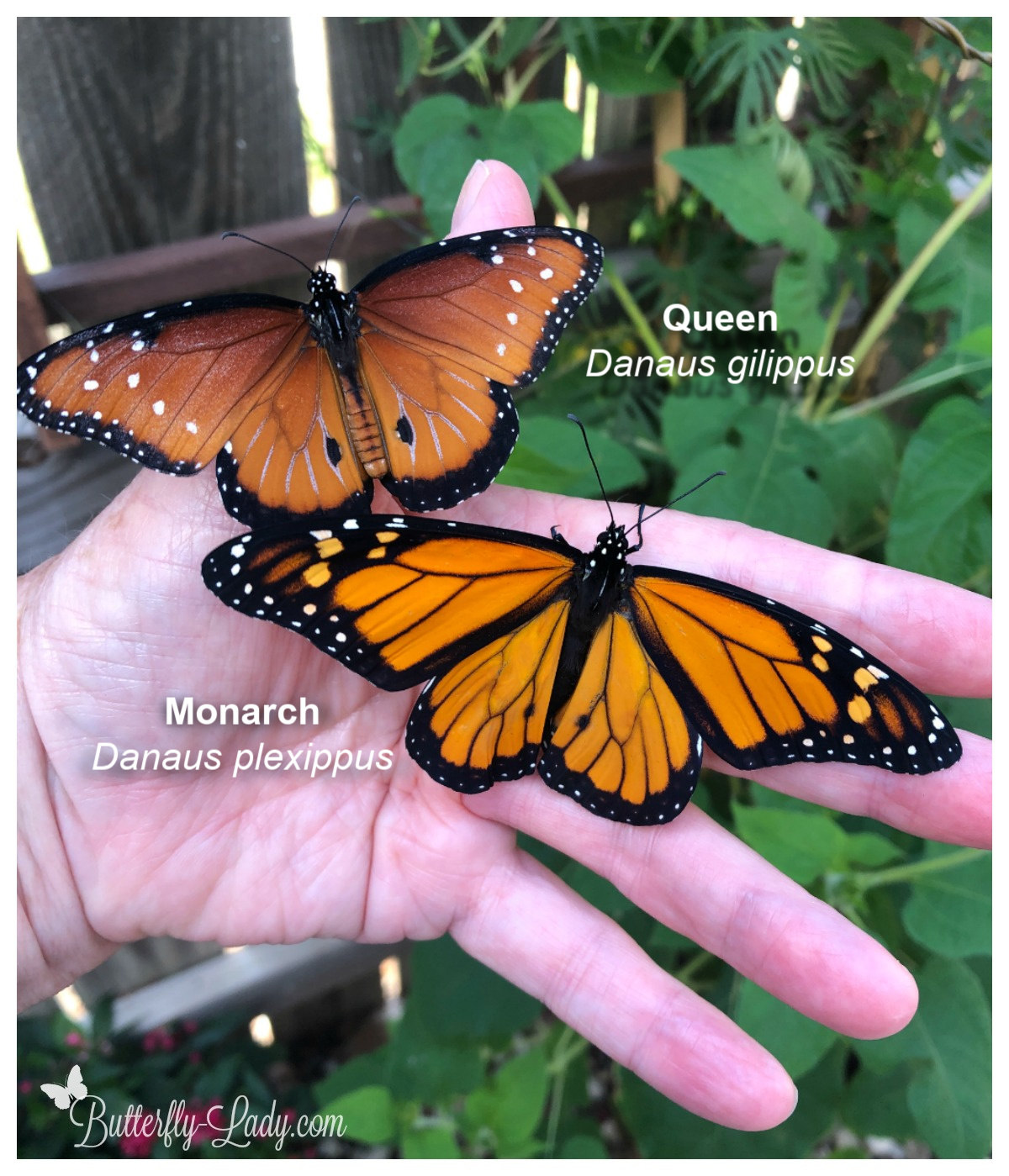 male_queen_monarch