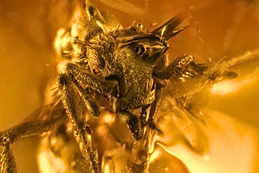 1745525997_basiceros-enanawebp