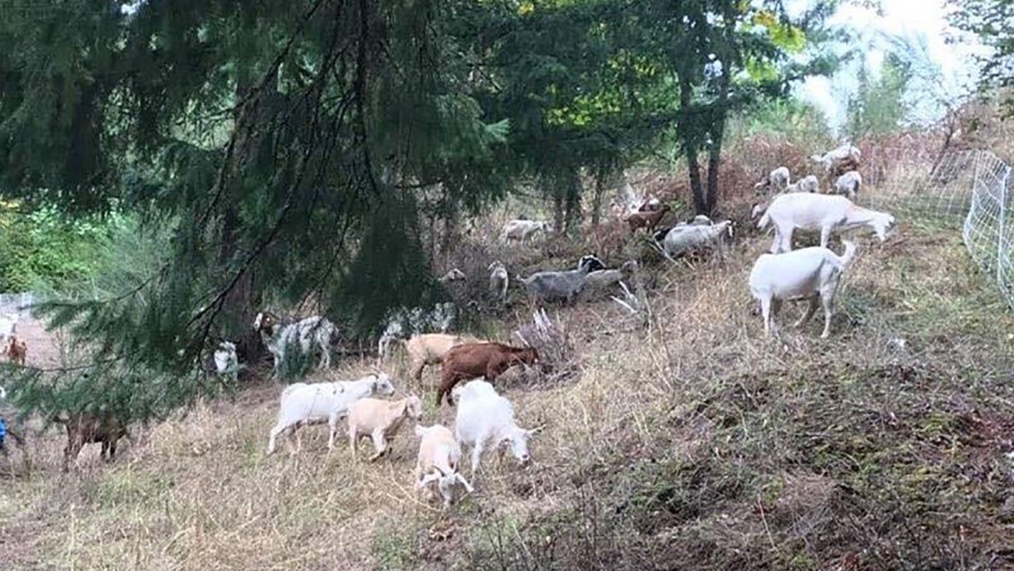 Ormanları keçiler kurtarıyor