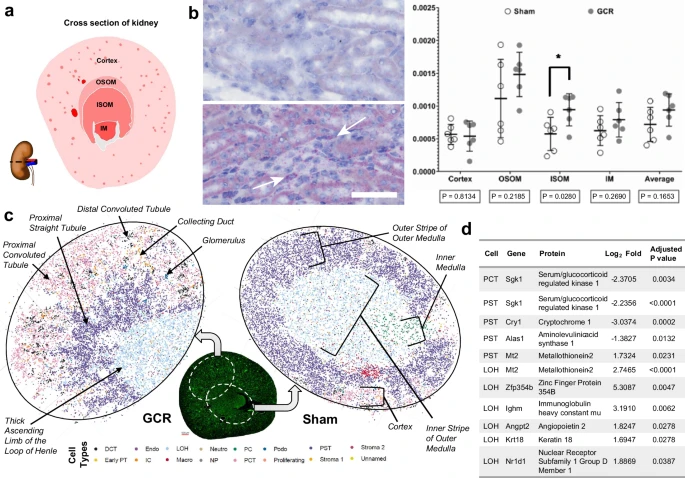 41467_2024_49212_Fig9_HTML