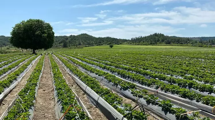 6569ac2d50acca638c163bab