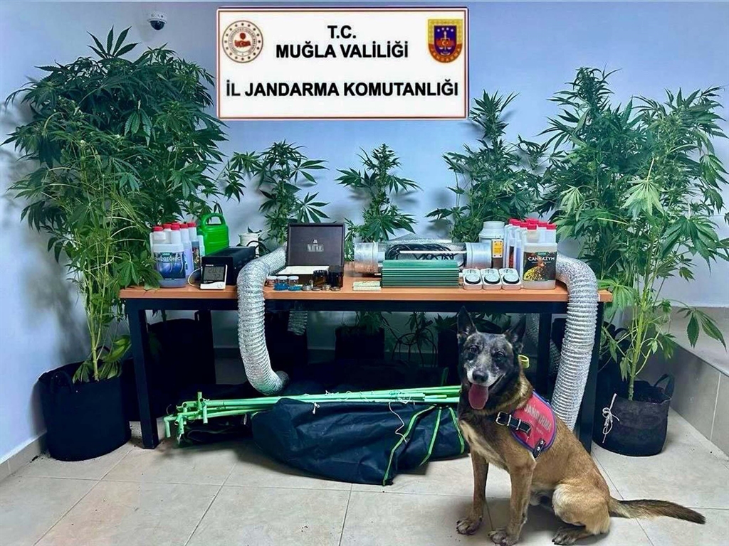 Operasyon ve Detaylar