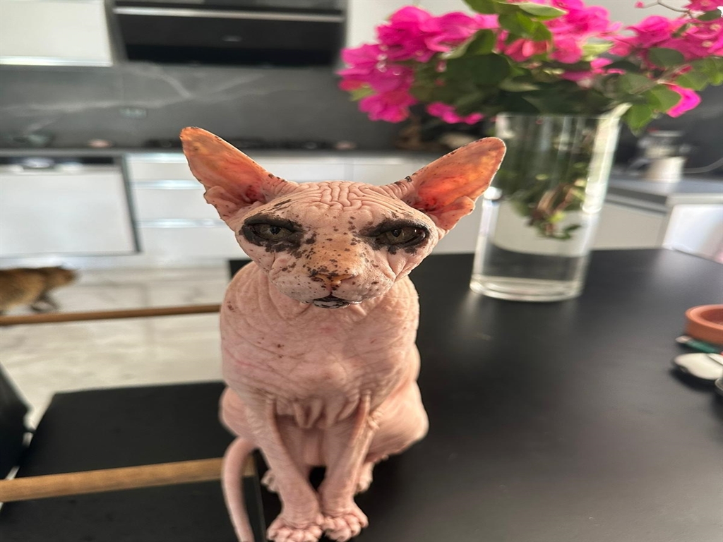 Çukurova ilçesinde kaybolan Sfenks cinsi dişi kedi Odin'e ulaşmak için verilen mücadele ve sevgi dolu sonunda yaşanan mutluluk
