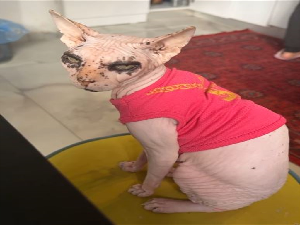 Çukurova ilçesinde kaybolan Sfenks cinsi dişi kedi Odin'e ulaşmak için verilen mücadele ve sevgi dolu sonunda yaşanan mutluluk