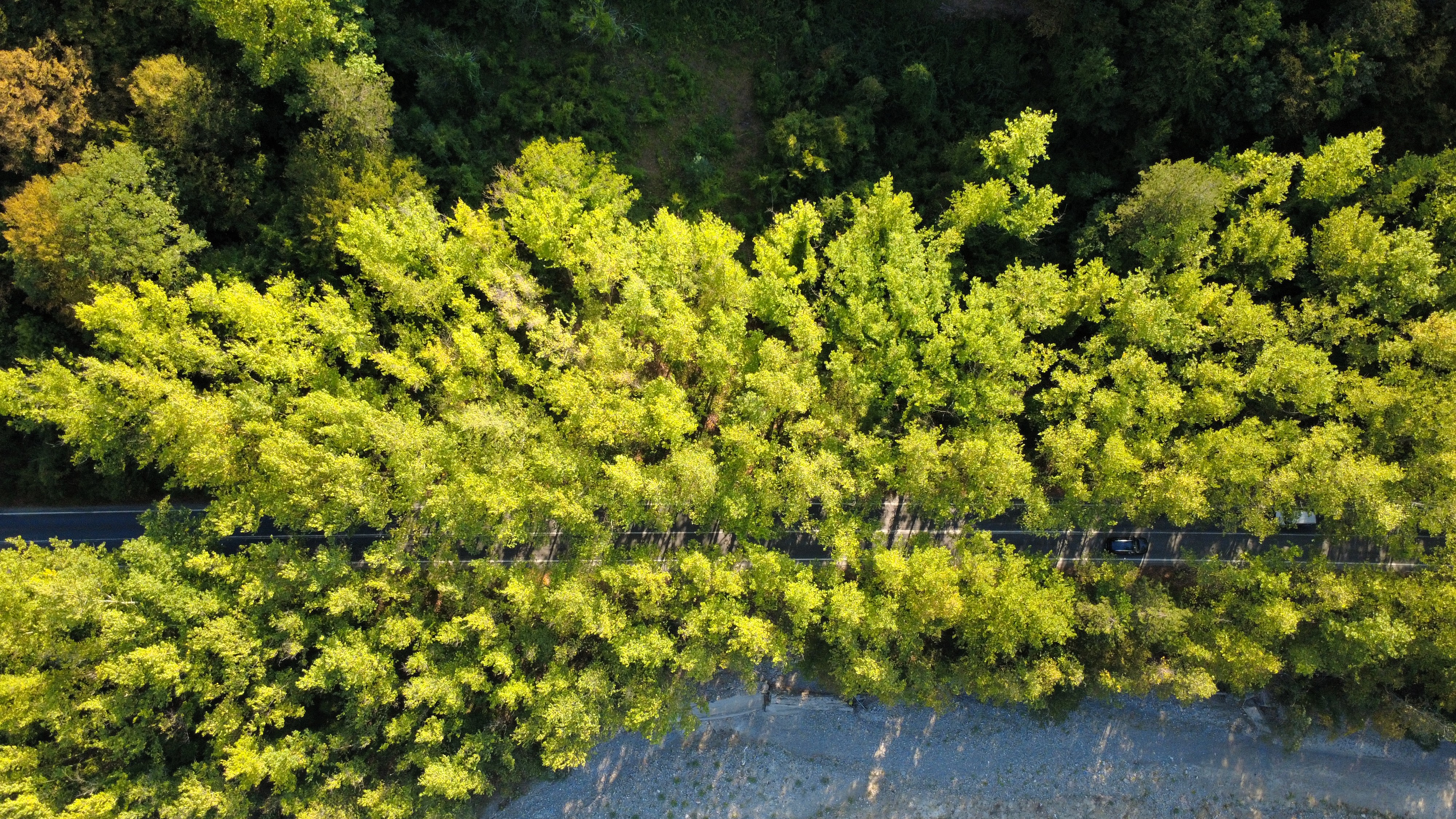 AA-20250906-39034792-39034787-SAFRANBOLUNUN_AGAC_TUNELI_MISAFIRLERINE_YESILIN_ICINDE_YOLCULUK_KEYFI_YASATIYOR