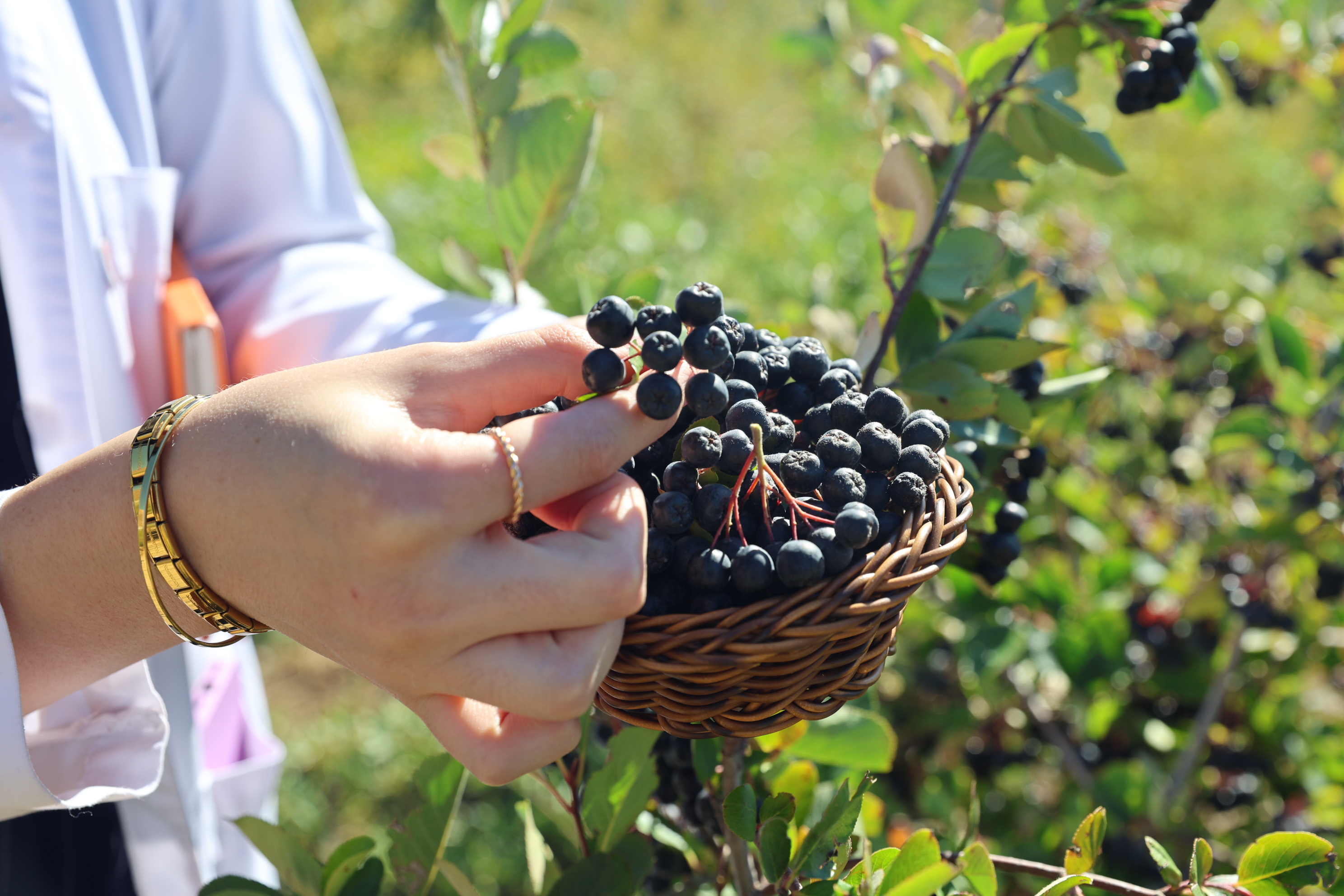 AA-20251004-39307793-39307788-SUPER_MEYVE_ARONYA_BAYBURT_TOPRAKLARINA_UYUM_SAGLADI