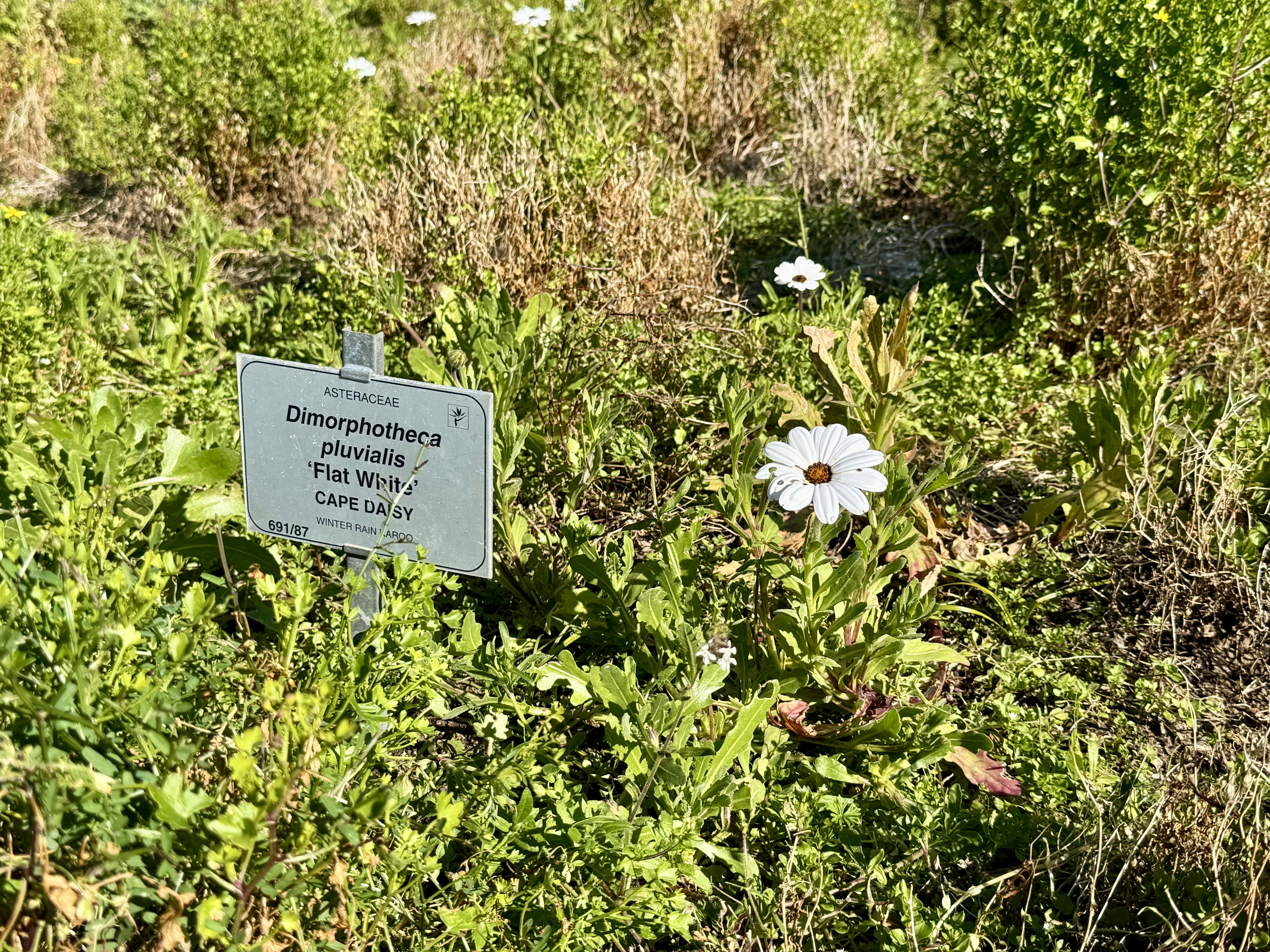 AA-20251031-39573942-39573917-AFRIKANIN_GUNEYBATI_UCUNDA_BIR_DUNYA_MIRASI_CAPE_FLORA_KRALLIGI