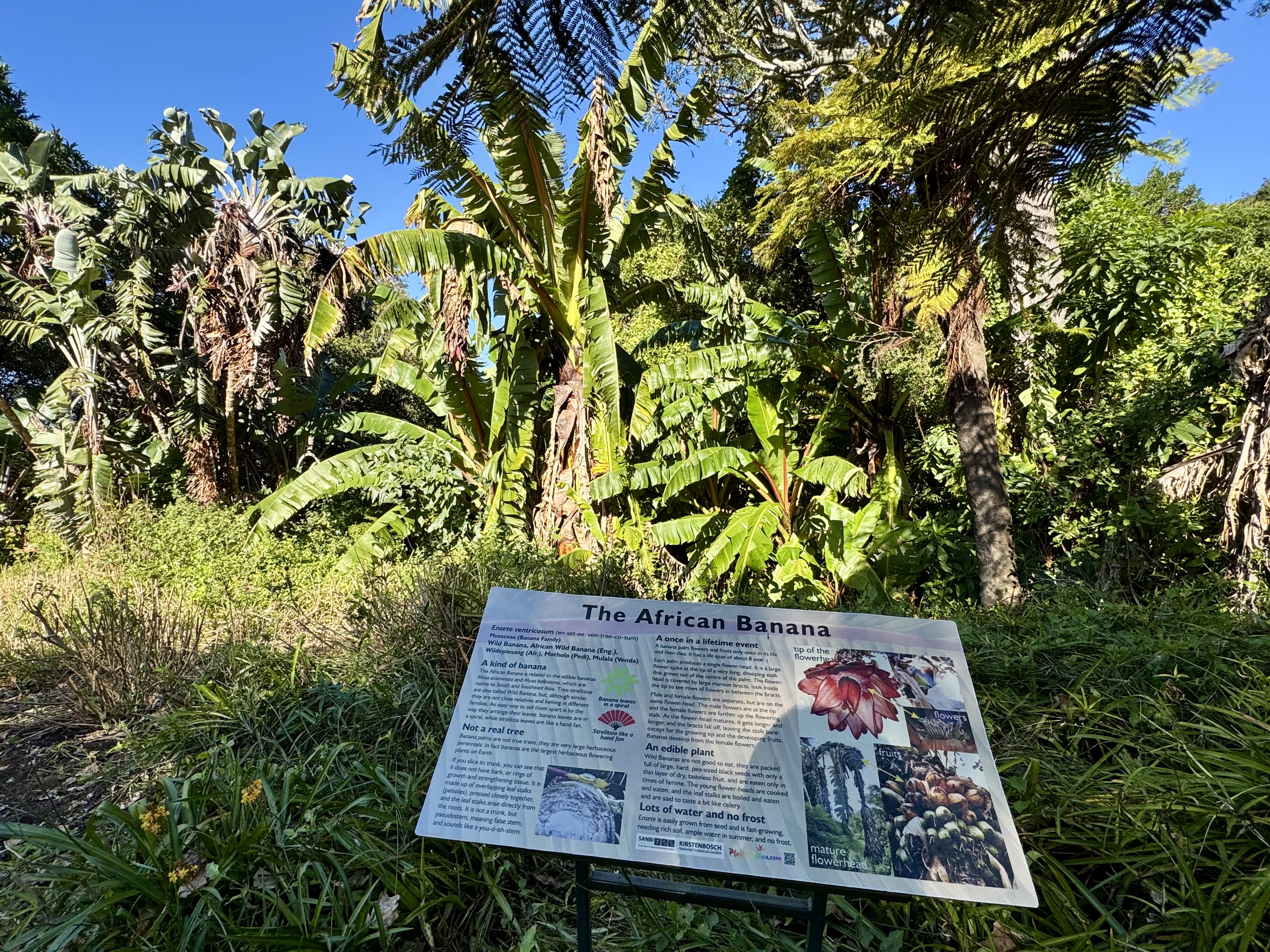 AA-20251031-39573942-39573919-AFRIKANIN_GUNEYBATI_UCUNDA_BIR_DUNYA_MIRASI_CAPE_FLORA_KRALLIGI