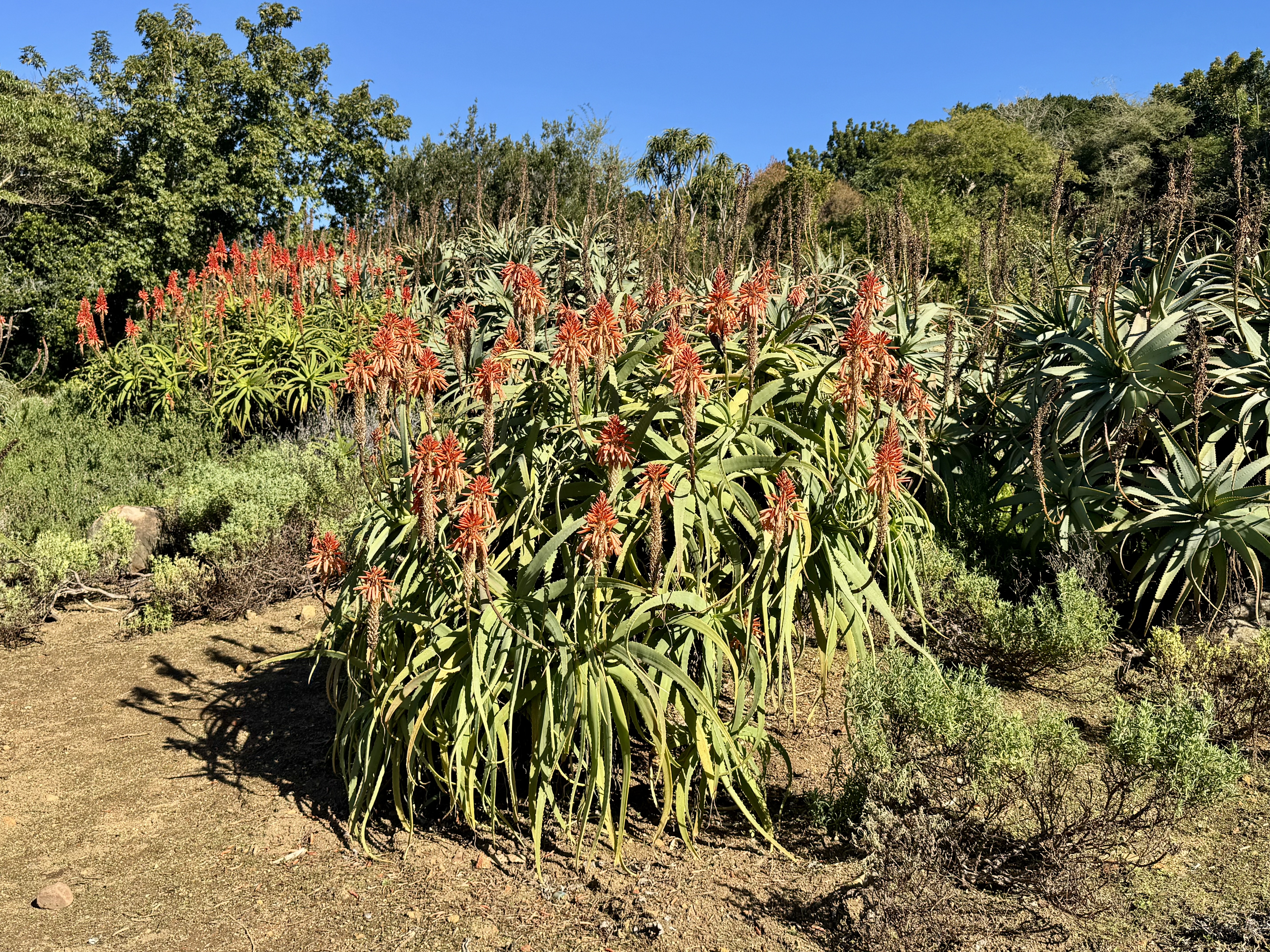 AA-20251031-39573942-39573920-AFRIKANIN_GUNEYBATI_UCUNDA_BIR_DUNYA_MIRASI_CAPE_FLORA_KRALLIGI