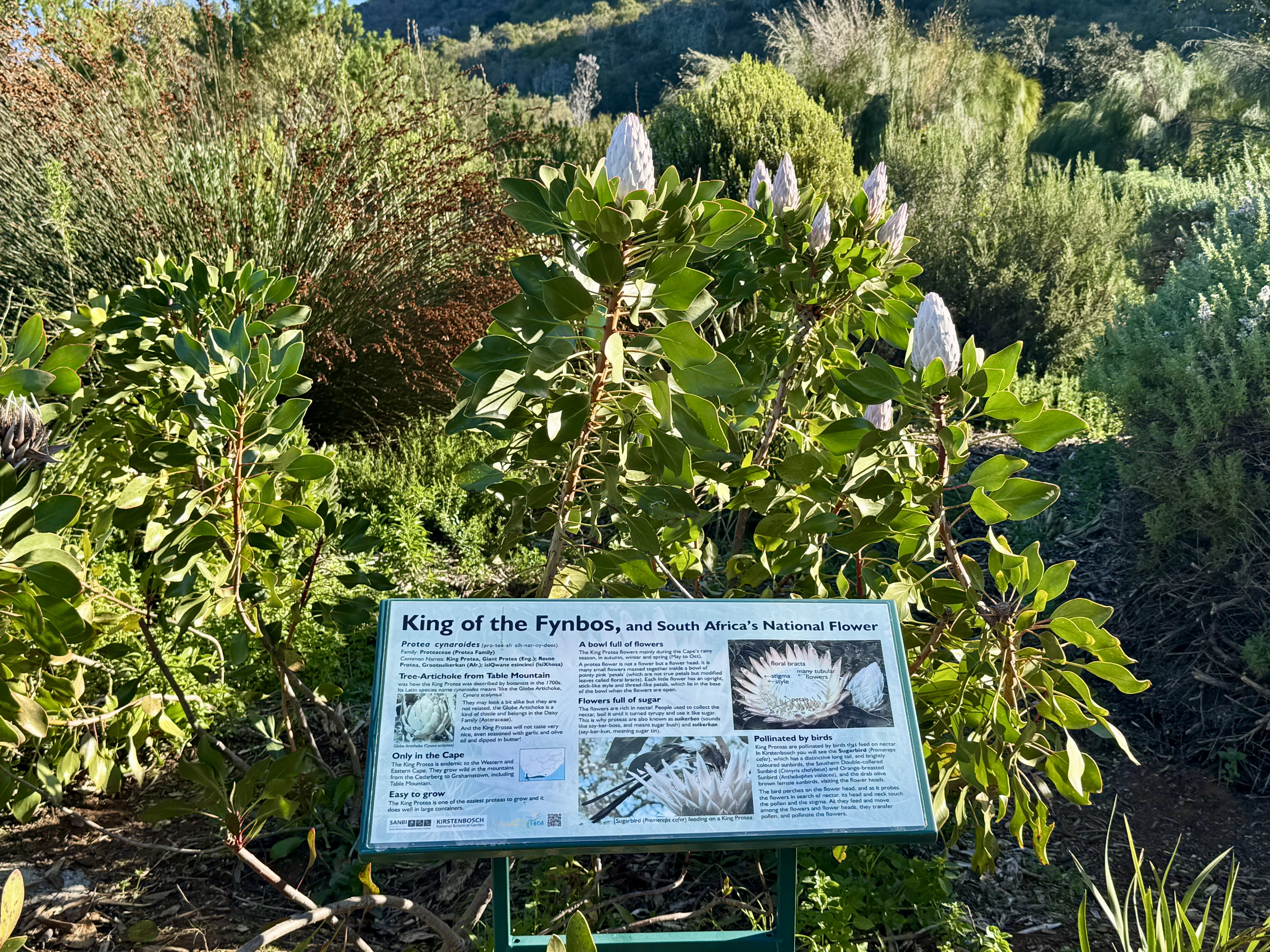 AA-20251031-39573942-39573922-AFRIKANIN_GUNEYBATI_UCUNDA_BIR_DUNYA_MIRASI_CAPE_FLORA_KRALLIGI