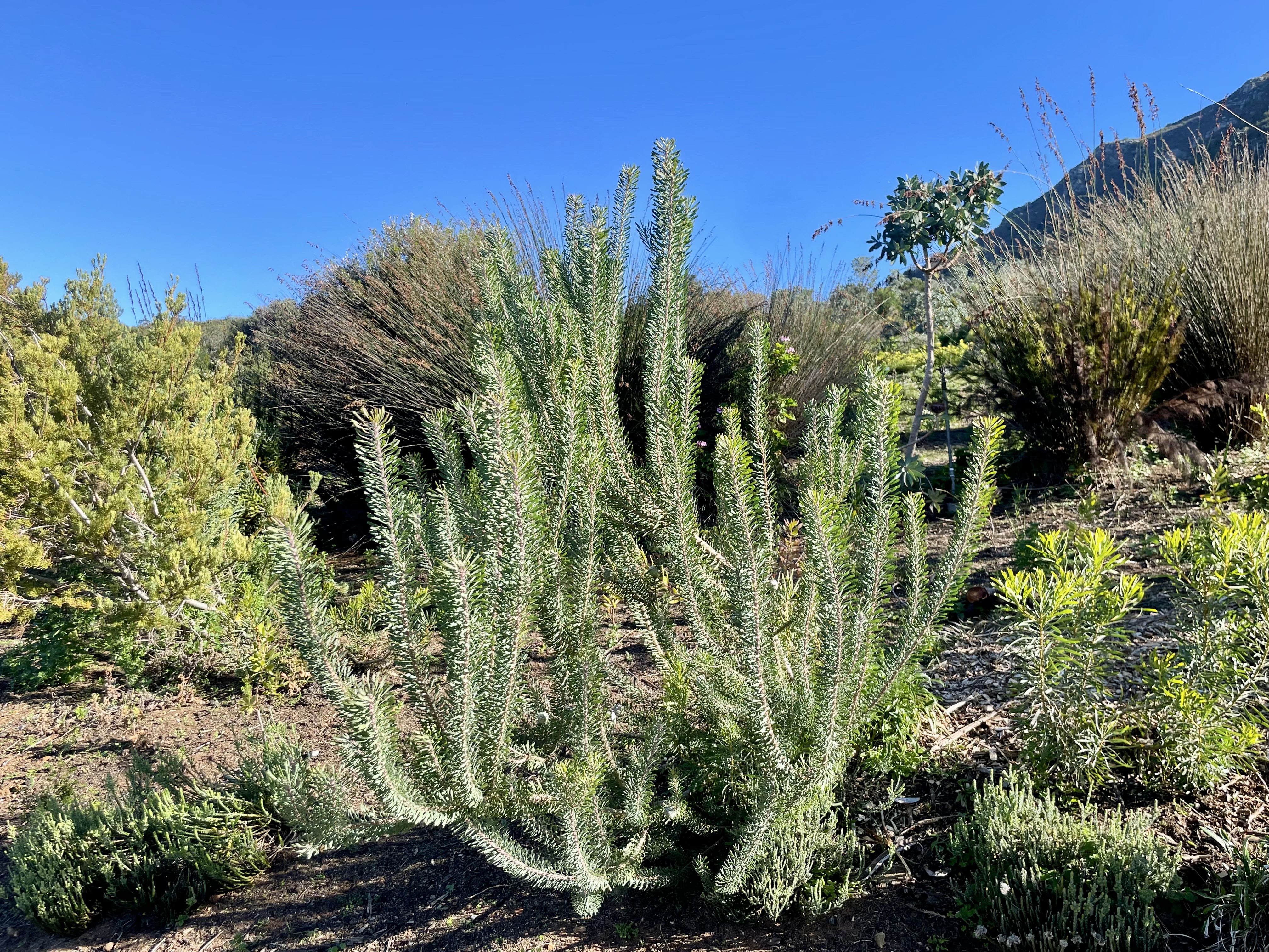 AA-20251031-39573942-39573924-AFRIKANIN_GUNEYBATI_UCUNDA_BIR_DUNYA_MIRASI_CAPE_FLORA_KRALLIGI