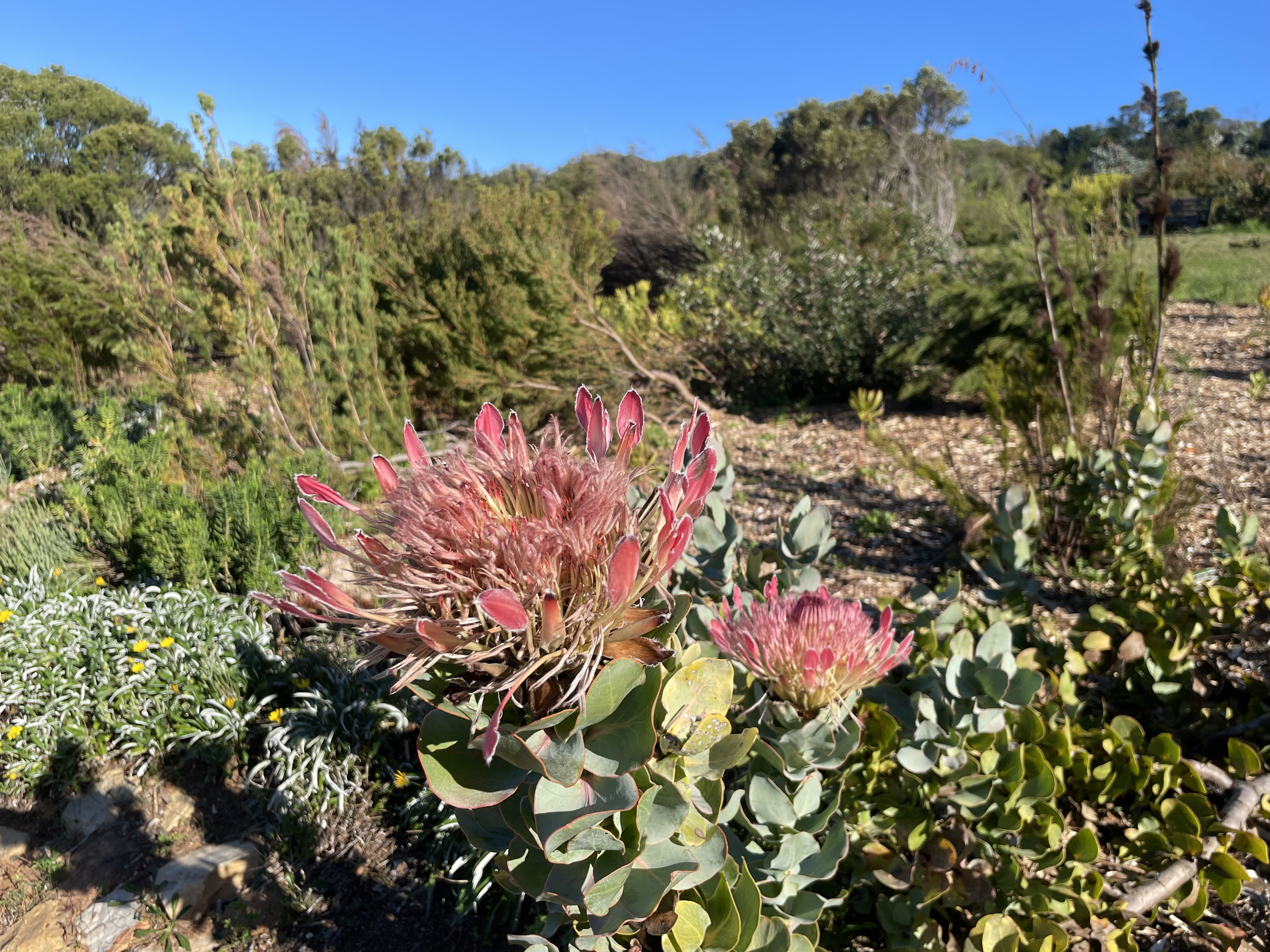 AA-20251031-39573942-39573925-AFRIKANIN_GUNEYBATI_UCUNDA_BIR_DUNYA_MIRASI_CAPE_FLORA_KRALLIGI