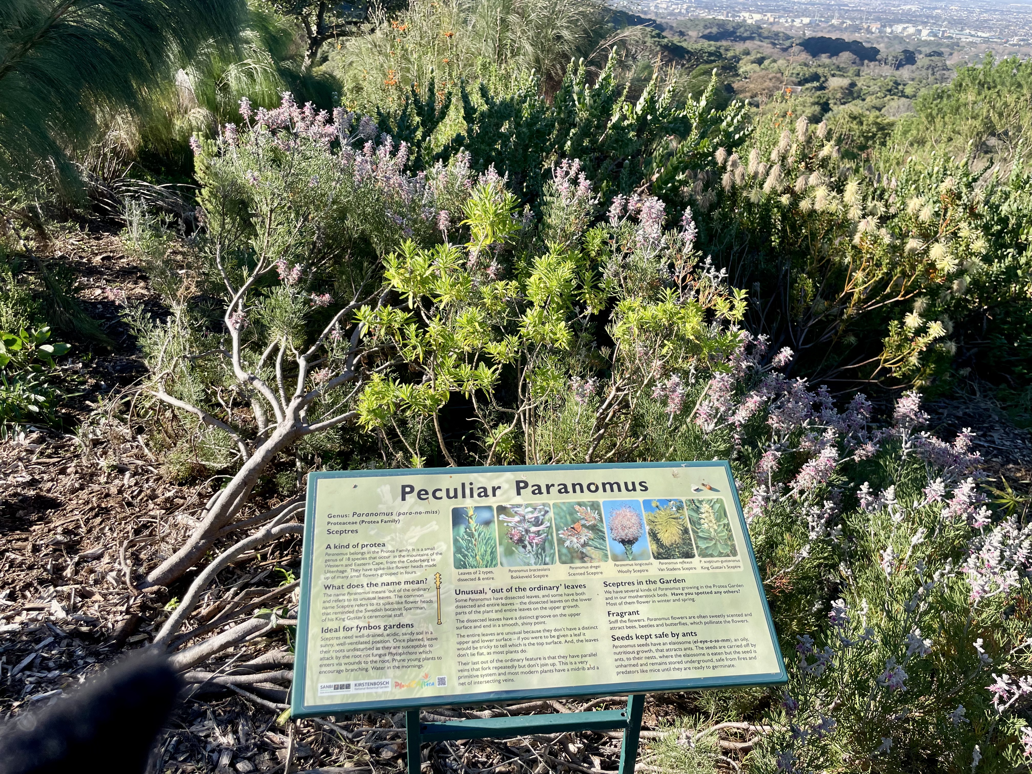 AA-20251031-39573942-39573927-AFRIKANIN_GUNEYBATI_UCUNDA_BIR_DUNYA_MIRASI_CAPE_FLORA_KRALLIGI