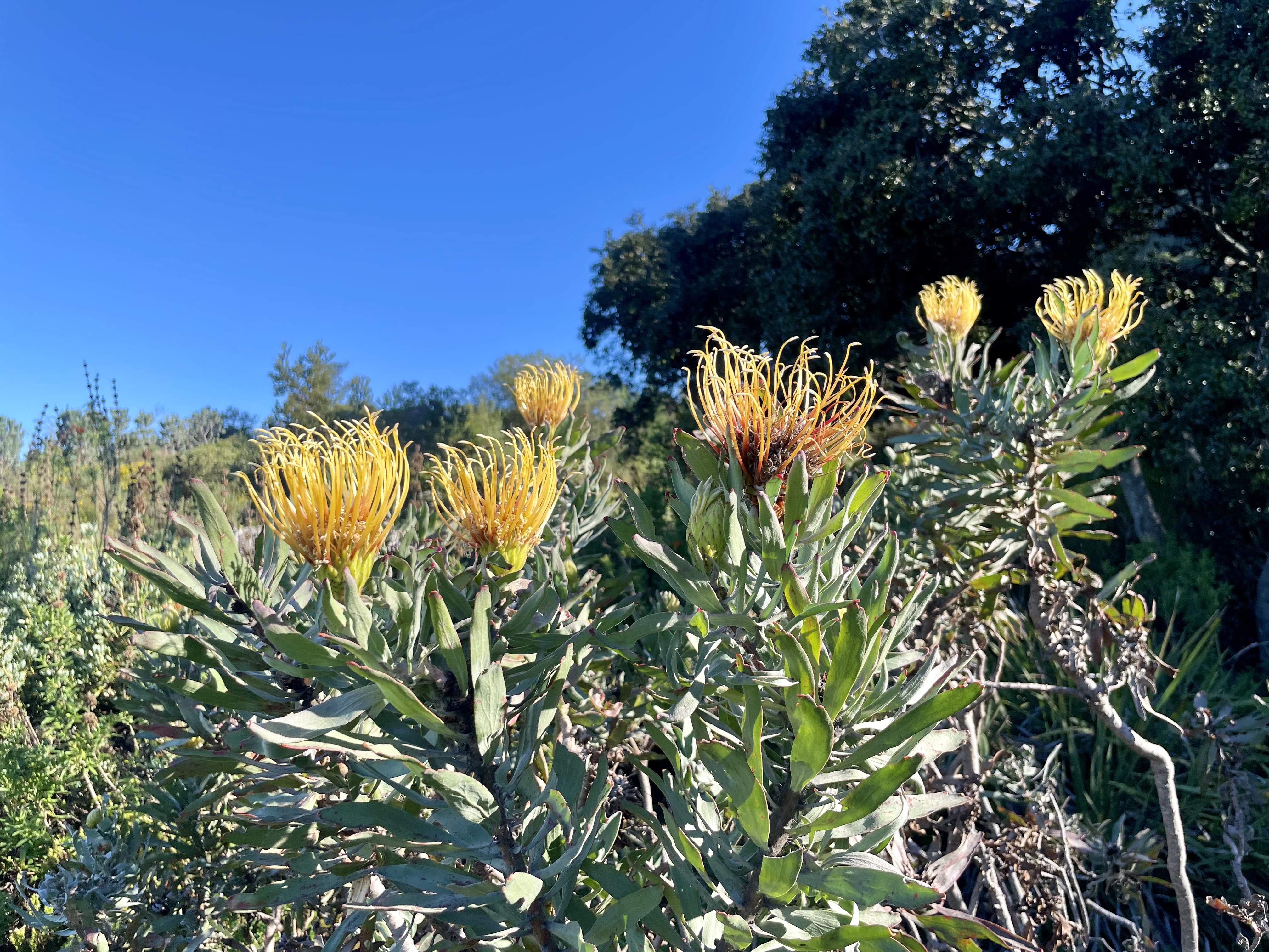 AA-20251031-39573942-39573928-AFRIKANIN_GUNEYBATI_UCUNDA_BIR_DUNYA_MIRASI_CAPE_FLORA_KRALLIGI