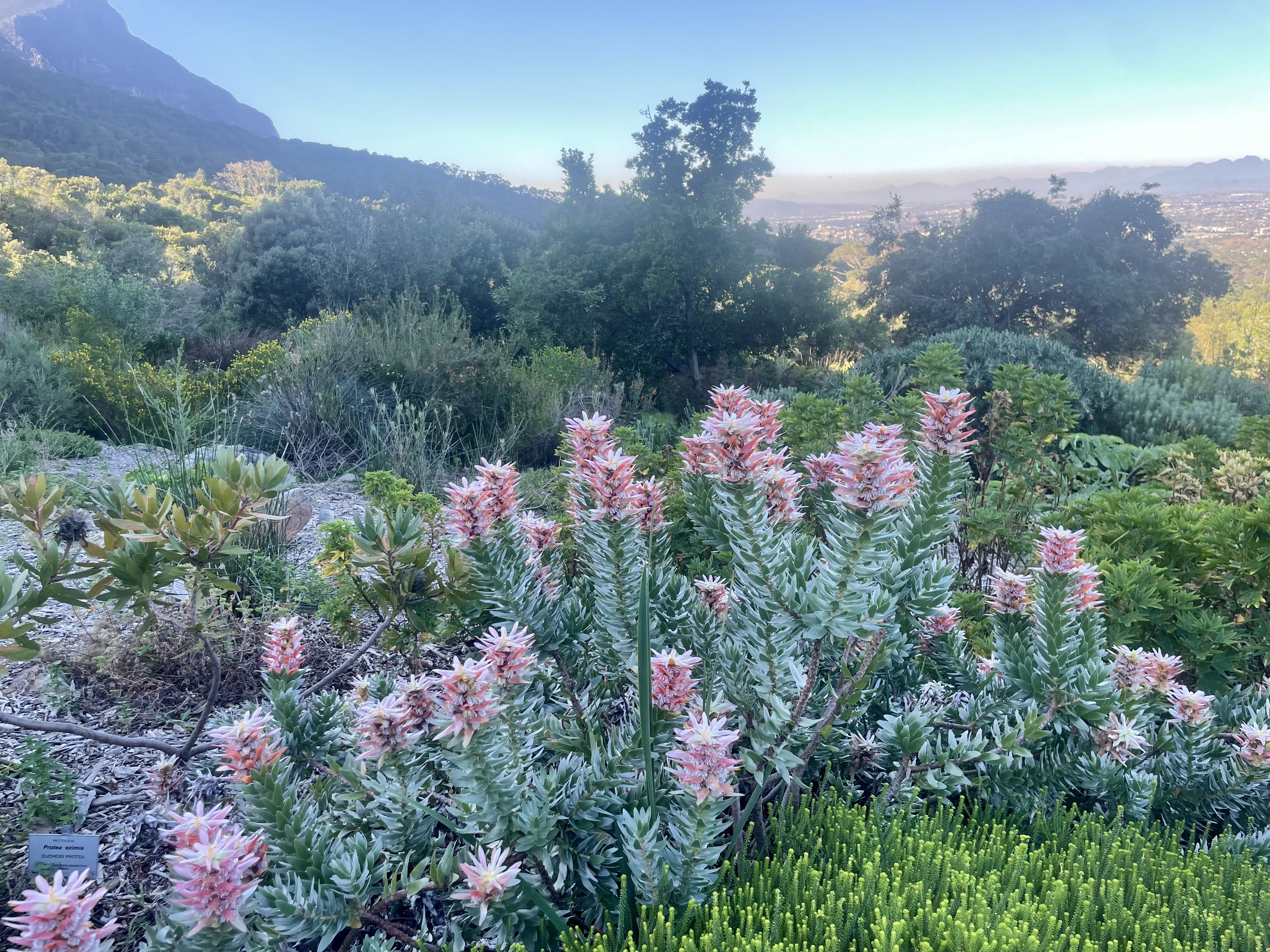 AA-20251031-39573942-39573930-AFRIKANIN_GUNEYBATI_UCUNDA_BIR_DUNYA_MIRASI_CAPE_FLORA_KRALLIGI