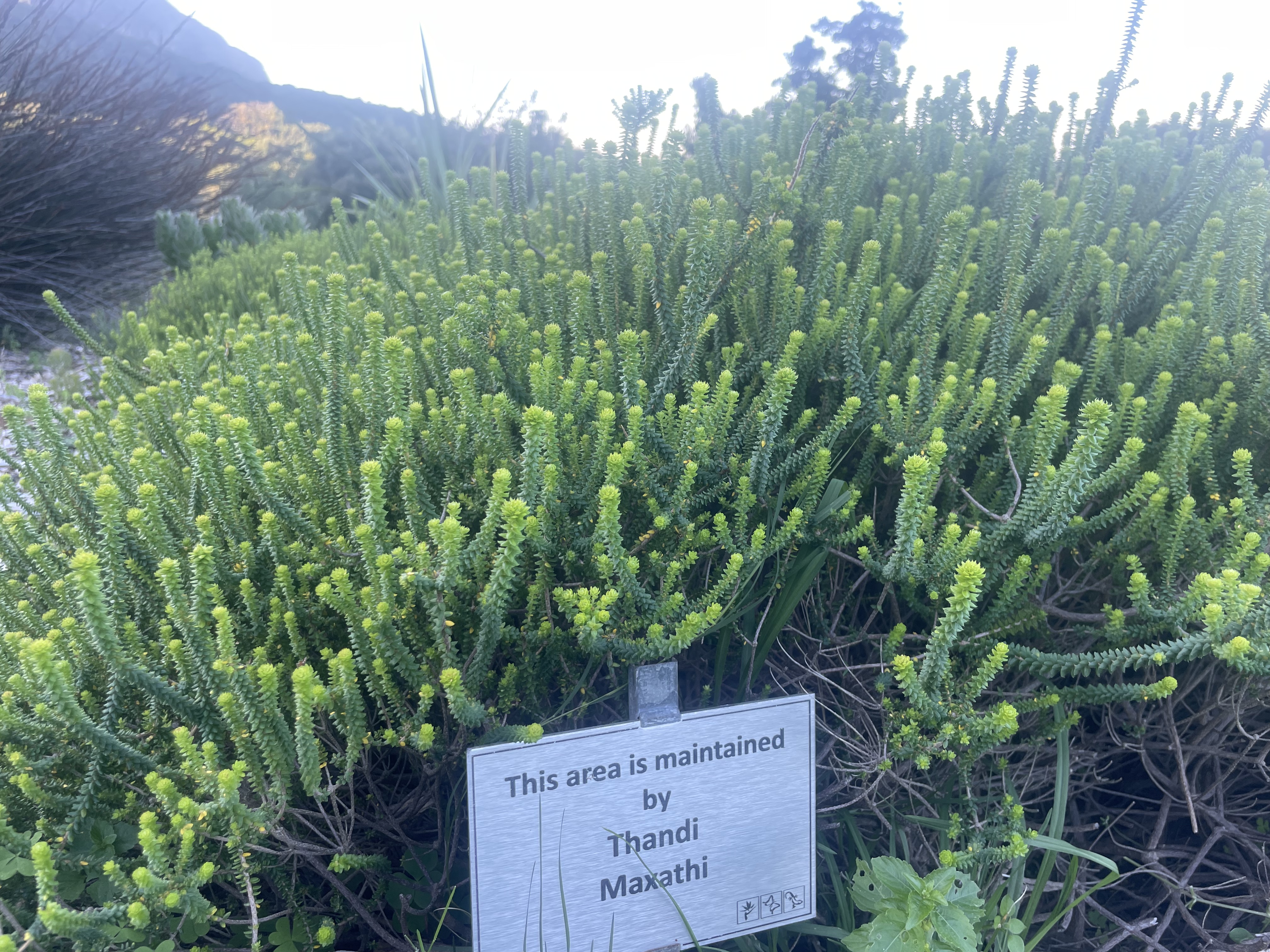 AA-20251031-39573942-39573931-AFRIKANIN_GUNEYBATI_UCUNDA_BIR_DUNYA_MIRASI_CAPE_FLORA_KRALLIGI