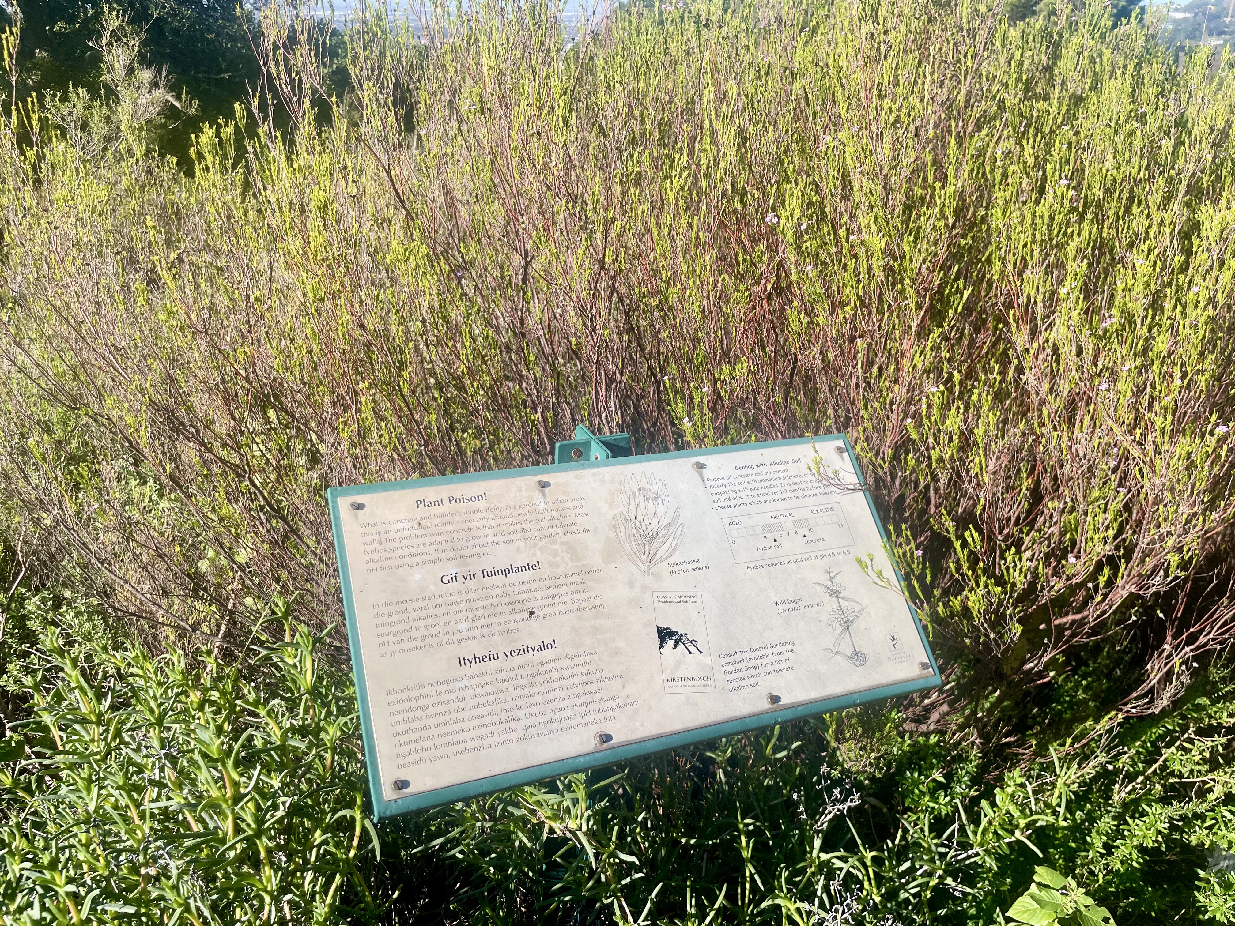 AA-20251031-39573942-39573932-AFRIKANIN_GUNEYBATI_UCUNDA_BIR_DUNYA_MIRASI_CAPE_FLORA_KRALLIGI