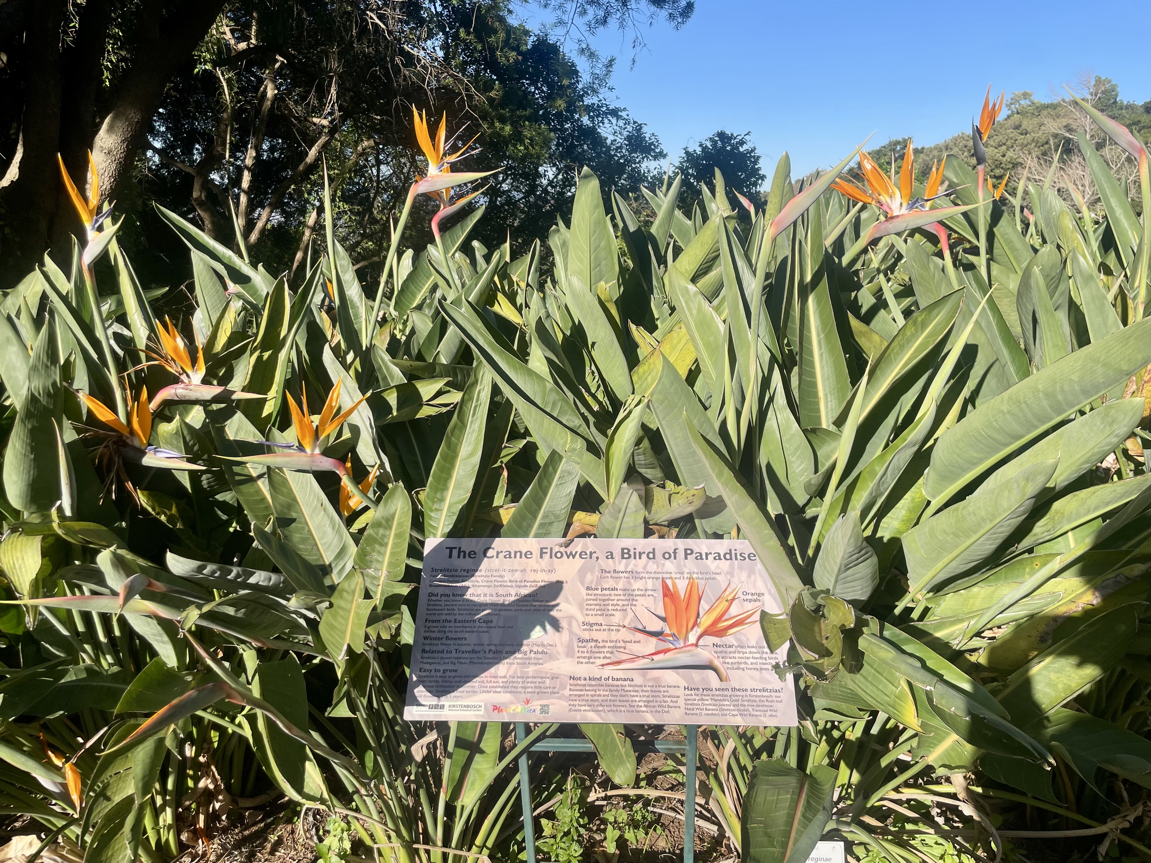 AA-20251031-39573942-39573933-AFRIKANIN_GUNEYBATI_UCUNDA_BIR_DUNYA_MIRASI_CAPE_FLORA_KRALLIGI