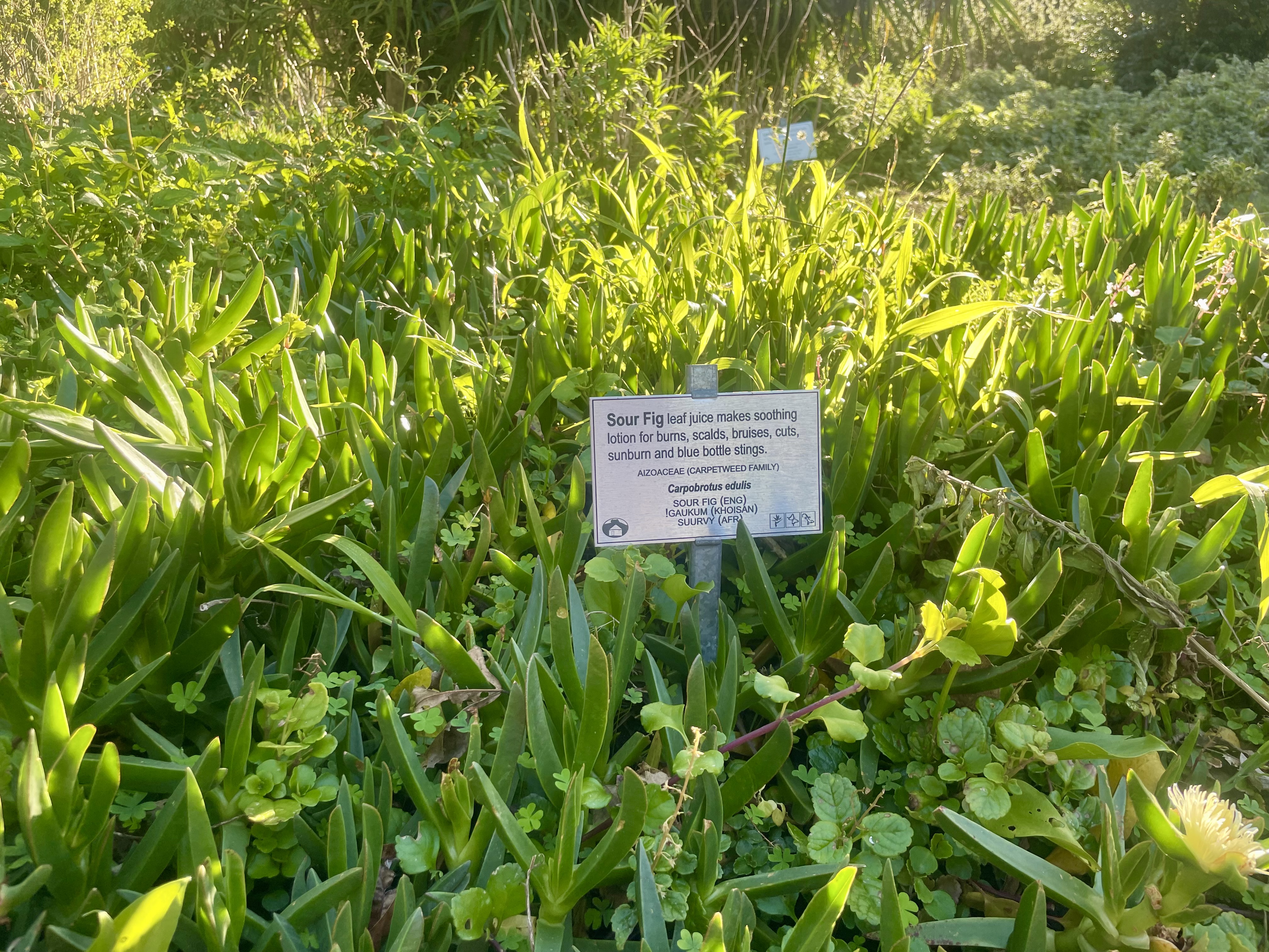 AA-20251031-39573942-39573934-AFRIKANIN_GUNEYBATI_UCUNDA_BIR_DUNYA_MIRASI_CAPE_FLORA_KRALLIGI