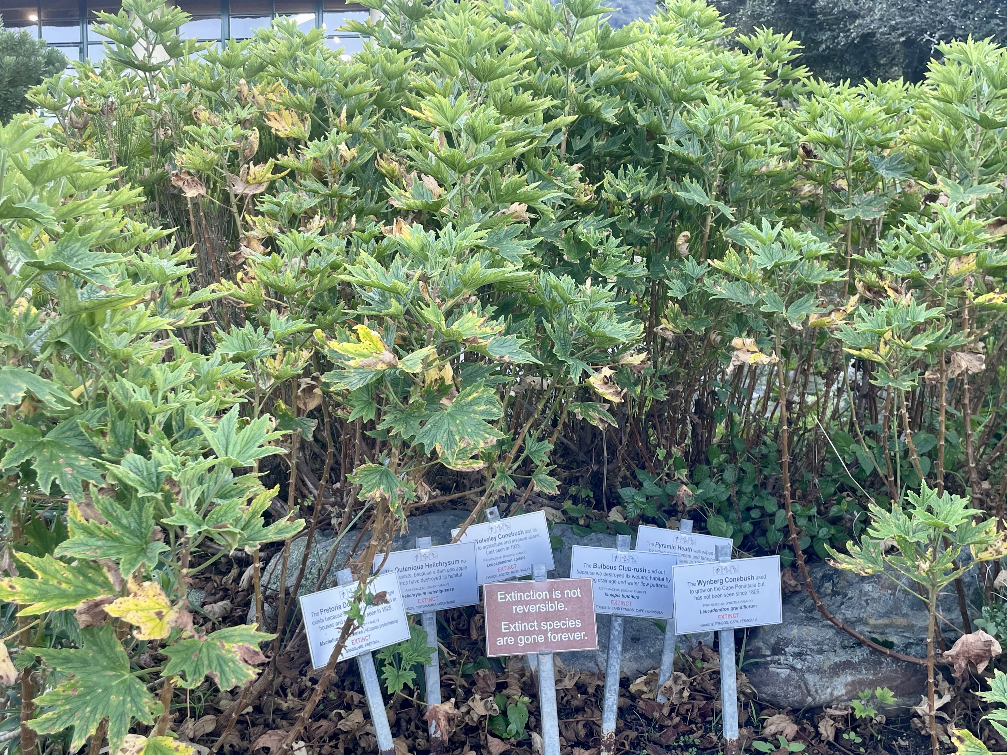 AA-20251031-39573942-39573936-AFRIKANIN_GUNEYBATI_UCUNDA_BIR_DUNYA_MIRASI_CAPE_FLORA_KRALLIGI