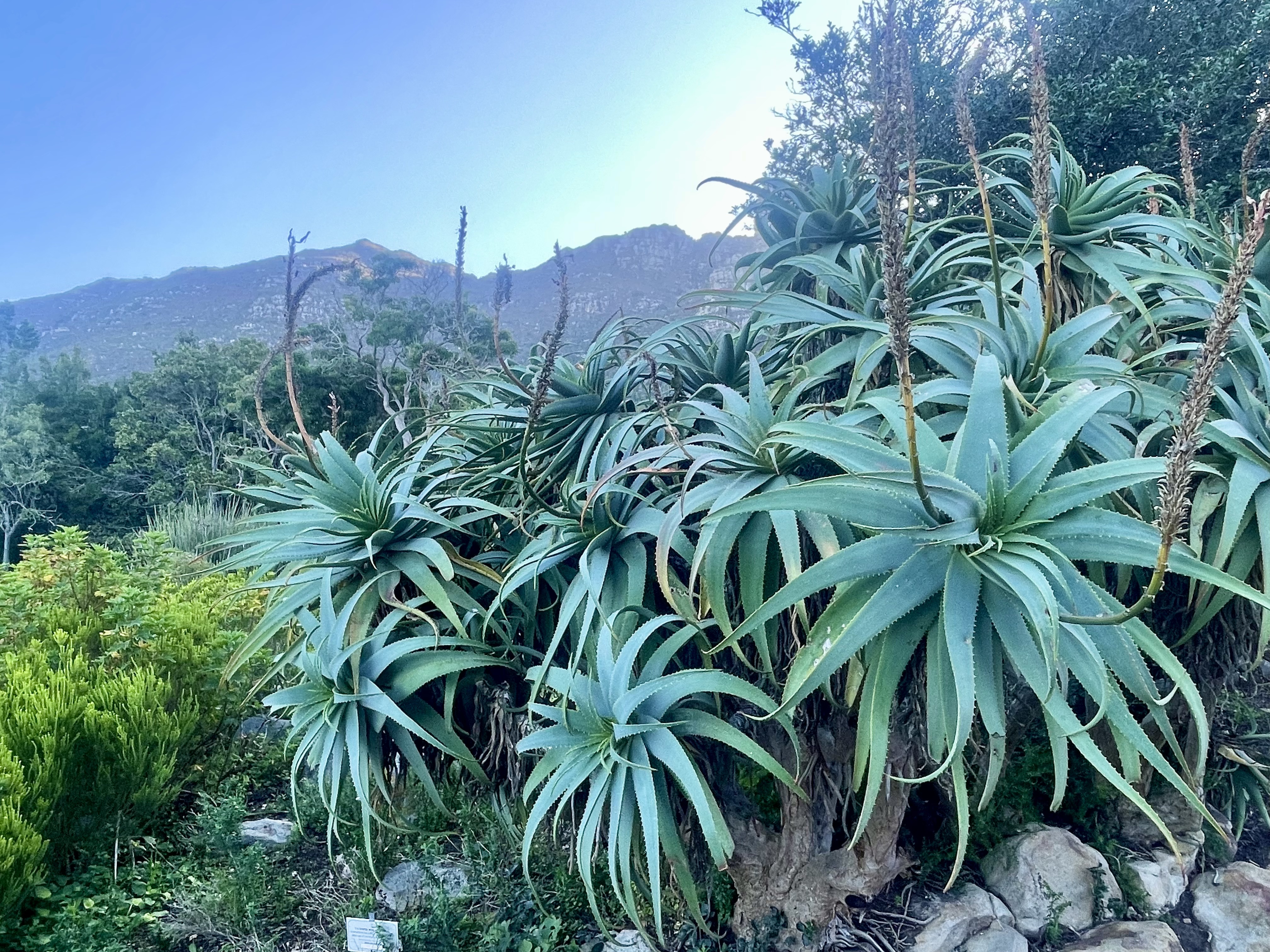 AA-20251031-39573942-39573937-AFRIKANIN_GUNEYBATI_UCUNDA_BIR_DUNYA_MIRASI_CAPE_FLORA_KRALLIGI